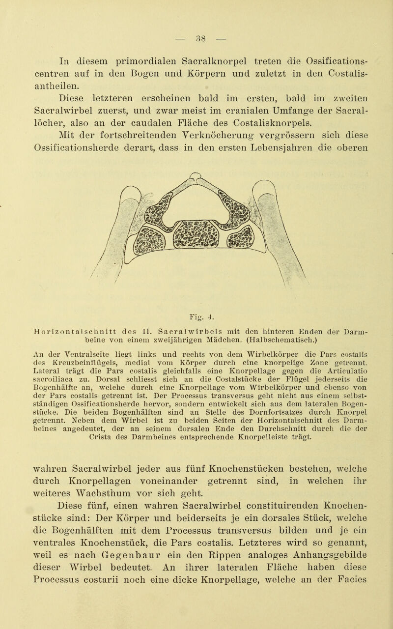 In diesem primordialen Sacralknorpel treten die Ossifications- centren auf in den Bogen und Körpern und zuletzt in den Costalis- antheilen. Diese letzteren erscheinen bald im ersten, bald im zweiten Sacralwirbel zuerst, und zwar meist im cranialen Umfange der Sacral- löcher, also an der caudalen Fläche des Costaiisknorpels. Mit der fortschreitenden Verknöcherung vergrössern sich diese Ossificationsherde derart, dass in den ersten Lebensjahren die oberen Fig. 4. Horizontalschnitt des II. SacralWirbels mit den hinteren Enden der Darm- beine von einem zweijährigen Mädchen. (Halbschematiseh.) An der Ventralseite liegt links und rechts von dem Wirbelkörper die Pars costalis des Kreuzbeinflügels, medial vom Körper durch eine knorpelige Zone getrennt. Lateral trägt die Pars costalis gleichfalls eine Knorpellage gegen die Articulatio sacroiliaca zu. Dorsal schliesst sich an die Costalstücke der Flügel jederseits die Bogenhälfte an, welche durch eine Knorpellage vom Wirbelkörper und ebenso von der Pars costalis getrennt ist. Der Processus transversus geht nicht aus einem selbst- ständigen Ossificationsherde hervor, sondern entwickelt sich aus dem lateralen Bogen- stücke. Die beiden Bogenhälften sind an Stelle des Dornfortsatzes durch Knorpel getrennt. Neben dem Wirbel ist zu beiden Seiten der Horizontalschnitt des Darm- beines angedeutet, der an seinem dorsalen Ende den Durchschnitt durch die der Crista des Darmbeines entsprechende Knorpelleiste trägt. wahren Sacralwirbel jeder aus fünf Knochenstücken bestehen, welche durch Knorpellagen voneinander getrennt sind, in welchen ihr weiteres Wachsthum vor sich geht. Diese fünf, einen wahren Sacralwirbel constituirenden Knochen- stücke sind: Der Körper und beiderseits je ein dorsales Stück, welche die Bogenhälften mit dem Processus transversus bilden und je ein ventrales Knochenstück, die Pars costalis. Letzteres wird so genannt, weil es nach Gegenbaur ein den Rippen analoges Anhangsgebilde dieser Wirbel bedeutet. An ihrer lateralen Fläche haben diese Processus costarii noch eine dicke Knorpellage, welche an der Facies