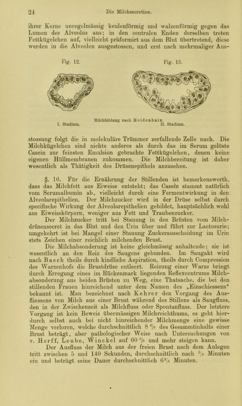 ilirer Kerne unregelmässig keulenförmig und walzenförmig gegen das Lumen des Alveolus aus; in den centralen Enden derselben treten Fettkügelchen auf, vielleicht präformirt aus dem Blut übertretend, diese werden in die Alveolen ausgestossen, und erst nach mehrmaliger Aus- Fig. 12. Fig. 13. I. Stadium. Milchbilduug uacli Heidenhain II. Stadium. stossung folgt die in molekulare Trümmer zerfallende Zelle nach. Die Milchkügelchen sind nichts anderes als durch das im Serum gelöste Casein zur feinsten Emulsion gebrachte Fettkügelchen, denen keine eigenen Hüllmembranen zukommen. Die Milchbereitung ist daher wesentlich als Thätigkeit des Drüsenepithels anzusehen. §. 16. Für die Ernährung der Stillenden ist bemerkenswerth^ dass das Milchfett aus Eiweiss entsteht; das Casein stammt natürlich vom Serumalbumin ab, vielleicht durch eine Fermentwirkung in den Alveolarepithelien. Der Milchzucker wird in der Drüse selbst durch specifische Wirkung der Alveolarepithelien gebildet, hauptsächlich wohl aus Eiweisskörpern, weniger aus Fett und Traubenzucker. Der Milchzucker tritt bei Stauung in den Brüsten vom Milch- drüsensecret in das Blut und den Urin über und führt zur Lactosurie; umgekehrt ist bei Mangel einer Stauung Zuckerausscheidung im Urin stets Zeichen einer reichlich milchenden Brust. Die Milchabsonderung ist keine gleichmässig anhaltende; sie ist wesentlich an den Reiz des Saugens gebunden. Im Saugakt wird nach Basch theils durch kindliche Aspiration, theils durch Compression des Warzenhofs die Brustdrüse entleert. Reizung einer Warze bringt durch Erregung eines im Rückenmark liegenden Reflexcentrums Milch- absonderung aus beiden Brüsten zu Weg, eine Thatsache, die bei den stillenden Frauen hinreichend unter dem Namen des „Einschiessens“ bekannt ist. Man bezeichnet nach Kehrer den Vorgang des Aus- fliessens von Milch aus einer Brust während des Stillens als Saugfluss, den in der Zwischenzeit als Milchfluss oder Spontanfluss. Der letztere Vorgang ist kein Beweis übermässigen Milchreichthums, es geht hier- durch selbst auch bei nicht hinreichender Milchmenge eine gewisse Menge verloren, welche durchschnittlich 8 ^’/o des Gesammtinhalts einer Brust beträgt, aber pathologischer Weise nach Untersuchungen von V. Her ff, Leube, Win ekel auf 60 und mehr steigen kann. Der Ausfluss der Milch aus der freien Brust nach dem Anlegen tritt zwischen 5 und 140 Sekunden, durchschnittlich nach Minuten ein und beträgt seine Dauer durchsclmittlich 6^/4 Minuten.