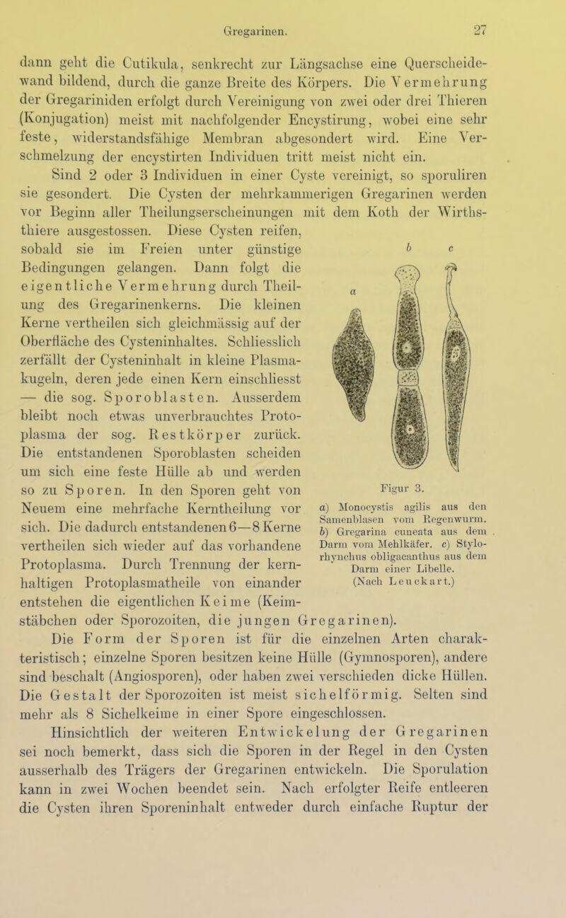 dann geht die Cutikula, senkrecht zur Längsachse eine Querscheide- wand bildend, durch die ganze Breite des Körpers. Die Vermehrung der Gregariniden erfolgt durch Vereinigung von zwei oder drei Thieren (Konjugation) meist mit nachfolgender Encystirung, wobei eine sehr feste, widerstandsfähige Membran abgesondert wird. Eine Ver- schmelzung der encystirten Individuen tritt meist nicht ein. Sind 2 oder 3 Individuen in einer Cyste vereinigt, so sporuliren sie gesondert. Die Cysten der mehrkammerigen Gregarinen werden vor Beginn aller Tkeilungserscheinungen mit dem Ivoth der Wirtlis- thiere ausgestossen. Diese Cysten reifen, sobald sie im Freien unter Bedingungen gelangen. Dann folgt die günstige folgt eigentliche Vermehrung durch Tlieil- ung des Gregarinenkerns. Die kleinen Kerne vertheilen sich gleichmässig auf der Oberfläche des Cysteninhaltes. Schliesslich zerfällt der Cysteninhalt in kleine Plasma- kugeln, deren jede einen Kern einschliesst — die sog. Spor oblasten. Ausserdem bleibt noch etwas unverbrauchtes Proto- plasma der sog. Restkörper zurück. Die entstandenen Sporobiasten scheiden um sich eine feste Hülle ab und werden so zu Sporen. In den Sporen geht von Neuem eine mehrfache Kerntheilung vor sich. Die dadurch entstandenen 6—8 Kerne vertheilen sich wieder auf das vorhandene Protoplasma. Durch Trennung der kern- haltigen Protoplasmatheile von einander Figur 3. aus den Regenwurm. a) Monocystis agilis Samenblasen vom b) Gregarina cuneata aus dem Darm vom Mehlkäfer, c) Stylo- rliynchus obligacanthus aus dem Darm einer Libelle. (Nach Leuckart.) entstehen die eigentlichen K ei me (Keim- stäbchen oder Sporozoiten, die jungen Gregarinen). Die Form der Sporen ist für die einzelnen Arten charak- teristisch ; einzelne Sporen besitzen keine Hülle (Gymnosporen), andere sind beschält (Angiosporen), oder haben zwei verschieden dicke Hüllen. Die Gestalt der Sporozoiten ist meist sichelförmig. Selten sind mehr als 8 Sichelkeime in einer Spore eingeschlossen. Hinsichtlich der weiteren Entwickelung der Gregarinen sei noch bemerkt, dass sich die Sporen in der Regel in den Cysten ausserhalb des Trägers der Gregarinen entwickeln. Die Sporulation kann in zwei Wochen beendet sein. Nach erfolgter Reife entleeren die Cysten ihren Sporeninhalt entweder durch einfache Ruptur der