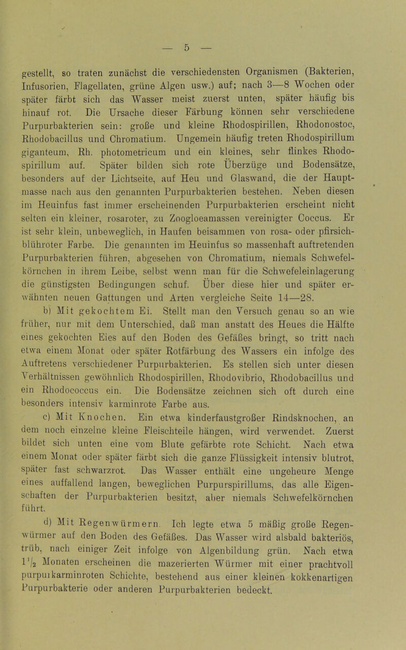 gestellt, so traten zunächst die verschiedensten Organismen (Bakterien, Infusorien, Flagellaten, grüne Algen usw.) auf; nach 3—8 Wochen oder später färbt sich das Wasser meist zuerst unten, später häufig bis hinauf rot. Die Ursache dieser Färbung können sehr verschiedene Purpurbakterien sein: große und kleine Rhodospirillen, Rhodonostoc, Rhodobacillus und Chromatium. Ungemein häufig treten Rhodospirillum giganteum, Rh. photometricum und ein kleines, sehr flinkes Rhodo- spirillum auf. Später bilden sich rote Überzüge und Bodensätze, besonders auf der Lichtseite, auf Heu und Glaswand, die der Haupt- masse nach aus den genannten Purpurbakterien bestehen. Neben diesen im Heuinfus fast immer erscheinenden Purpurbakterien erscheint nicht selten ein kleiner, rosaroter, zu Zoogloeamassen vereinigter Coccus. Er ist sehr klein, unbeweglich, in Haufen beisammen von rosa- oder pfirsich- blühroter Farbe. Die genannten im Heuinfus so massenhaft auftretenden Purpurbakterien führen, abgesehen von Chromatium, niemals Schwefel- körnchen in ihrem Leibe, selbst wenn man für die Schwefeleinlagerung die günstigsten Bedingungen schuf. Über diese hier und später er- wähnten neuen Gattungen und Arten vergleiche Seite 14—28. b) Mit gekochtem Ei. Stellt man den Versuch genau so an wie früher, nur mit dem Unterschied, daß man anstatt des Heues die Hälfte eines gekochten Eies auf den Boden des Gefäßes bringt, so tritt nach etwa einem Monat oder später Rotfärbung des Wassers ein infolge des Auftretens verschiedener Purpurbakterien. Es stellen sich unter diesen Verhältnissen gewöhnlich Rhodospirillen, Rhodovibrio, Rhodobacillus und ein Rhodococcus ein. Die Bodensätze zeichnen sich oft durch eine besonders intensiv karminrote Farbe aus. c) Mit Knochen. Ein etwa kinderfaustgroßer Rindsknochen, an dem noch einzelne kleine Fleischteile hängen, wird verwendet. Zuerst bildet sich unten eine vom Blute gefärbte rote Schicht. Nach etwa einem Monat oder später färbt sich die ganze Flüssigkeit intensiv blutrot, später fast schwarzrot. Das Wasser enthält eine ungeheure Menge eines auffallend langen, beweglichen Purpurspirillums, das alle Eigen- schaften der Purpurbakterien besitzt, al)er niemals Schwefelkörnchen führt. d) Mit Regen Würmern. Ich legte etwa 5 mäßig große Regen- würmer auf den Boden des Gefäßes. Das Wasser wird alsbald bakteriös, trüb, nach einiger Zeit infolge von Algenbildung grün. Nach etwa l'/g Monaten erscheinen die mazerierten Würmer mit einer prachtvoll purpuikarminroten Schichte, bestehend aus einer kleinen kokkenartigen Purpurbakterie oder anderen Purpurbakterien bedeckt.