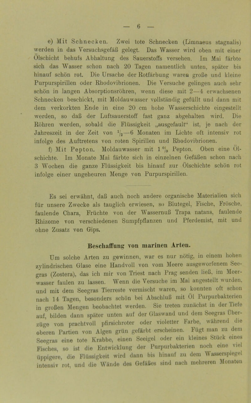 e) Mit Schnecken. Zwei tote Schnecken (Liranaeus stagnalis) werden in das Versuchsgefäß gelegt. Das Wasser wird oben mit einer Olschicht behufs Abhaltung des Sauerstoffs versehen. Im Mai färbte sich das Wasser schon nach 20 Tagen namentlicli unten, später bis hinauf schön rot. Die Ursache der Rotfärbung waren große und kleine Purpurspirillen oder Rhodovibrionen. Die Versuche gelingen auch sehr schön in langen Absorptionsröhren, wenn diese mit 2—4 erwachsenen Schnecken beschickt, mit Moldauwasser vollständig gefüllt und dann mit dem verkorkten Ende in eine 20 cm hohe Wasserschichte eingestellt werden, so daß der Luftsauerstoff fast ganz abgehalten wird. Die Rühren werden, sobald die Flüssigkeit „a-usgefault“ ist, je nach der Jahreszeit in der Zeit von —6 Monaten ira Lichte oft intensiv rot infolge des Auftretens von roten Spirillen und Rhodovibrionen. f) Mit Pepton. Moldauwasser mit 1 ”/(, Pepton. Oben eine 01- schichte. Im Monate Mai färbte sich in einzelnen Gefäßen schon nach 3 Wochen die ganze Flüssigkeit bis hinauf zur Ölschichte schön rot infolge einer ungeheuren Menge von Purpurspirillen. Es sei erwähnt, daß auch noch andere organische Materialien sich für unsere Zwecke als tauglich erwiesen, si> Blutegel, Fische, Frösche, faulende Ohara, Früchte von der Wassernuß Trapa natans, faulende Rhizome von verschiedenen Sumpfpflanzen und Pferdemist, mit und ohne Zusatz von Gips. Besclialfung von marinen Arten. Um solche Arten zu gewinnen, war es nur nötig, in einem hohen zylindrischen Glase eine Handvoll von vom Meere ausgeworfenem See- gras (Zostera), das ich mir von Triest nach Prag senden ließ, im Meer- wasser faulen zu lassen. Wenn die Versuche im Mai angestellt wurden, und mit dem Seegras Tierreste vermischt waren, so konnten oft schon nach 14 Tagen, besonders schön bei Abschluß mit Ol Purpurbakteiien in großen Mengen beobachtet werden. Sie treten zunächst in der Tiefe auf, bilden dann später unten auf der Glaswand und dem Seegras Über- züge von prachtvoll pHrsichroter oder violetter barbe, während die oberen Partien von Algen grün gefärbt erscheinen. Fügt man zu dem Seegras eine tote Krabbe, einen Seeigel oder ein kleines Stück eines Fisches, so ist die Entwicklung der Purpurbaktcrien noch eine viel üppigere, die Flüssigkeit wird dann bis hinauf zu dem Wasserspiegel intensiv rot, und die Wando des Gefäßes sind nach mehreren Monaten