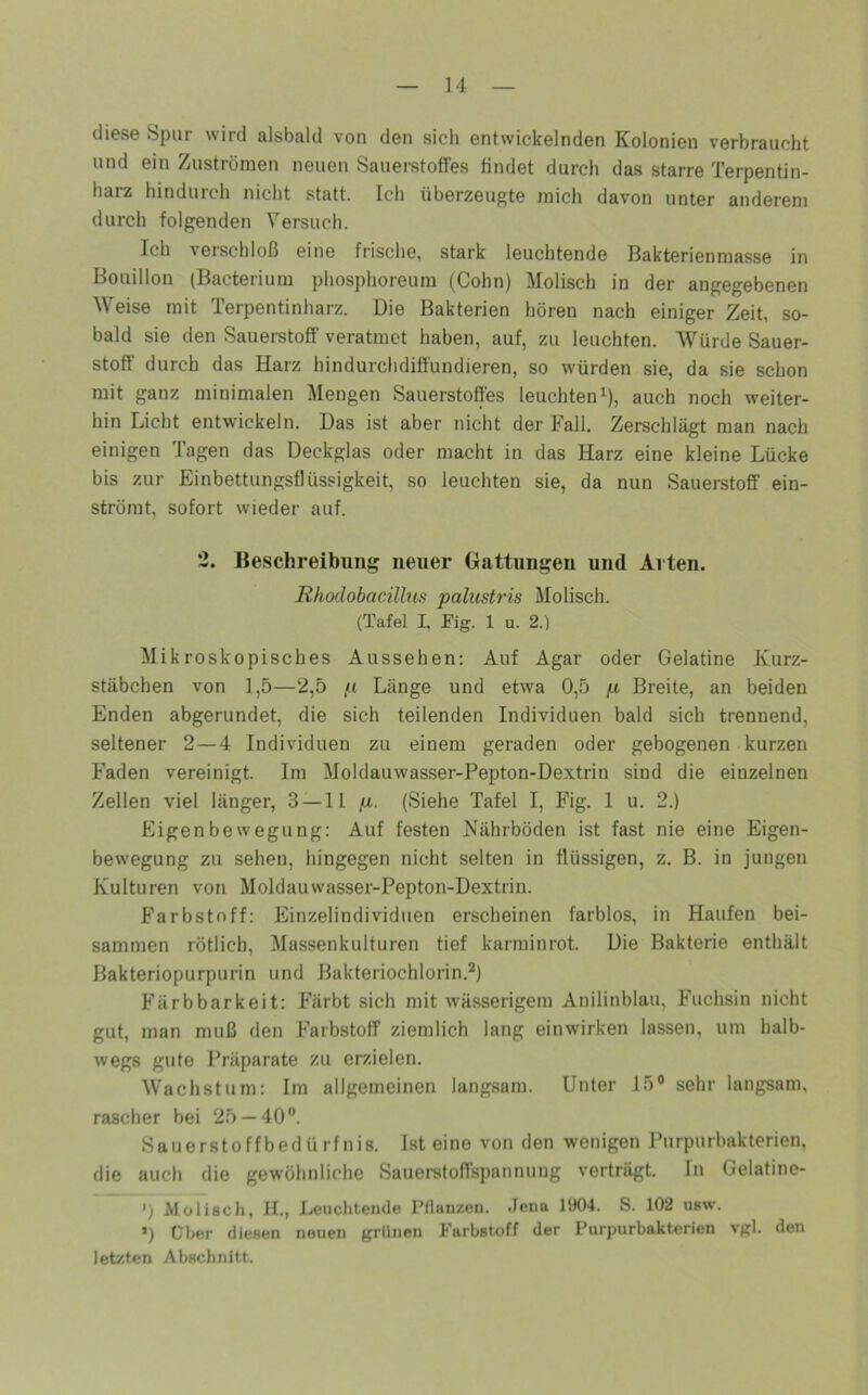 diese Spur wird alsbald von den sich entwickelnden Kolonien verbraucht und ein Zuströmen neuen Sauerstoffes findet durch das starre Terpentin- liarz hindurch nicht statt. Ich überzeugte mich davon unter anderem durch folgenden Versuch. Ich verschloß eine frische, stark leuchtende Bakterienmasse in Bouillon (Bacterium phosphoreum (Cohn) Molisch in der angegebenen Weise mit Terpentinharz. Die Bakterien hören nach einiger Zeit, so- bald sie den Sauei-stoff veratmet haben, auf, zu leuchten. Würde Sauer- stoff durch das Harz hindurchdiftündieren, so würden sie, da sie schon mit ganz minimalen Mengen Sauerstoffes leuchteni), auch noch weiter- hin Licht entwickeln. Das ist aber nicht der Fall. Zerschlägt man nach einigen Tagen das Deckglas oder macht in das Harz eine kleine Lücke bis zur Einbettungsflüssigkeit, so leuchten sie, da nun Sauerstoff ein- strömt, sofort wieder auf. 2. Beschreibung neuer Gattungen und Arten. Rhodobacillus palustris Molisch. (Tafel I, Fig. 1 u. 2.) Mikroskopisches Aussehen: Auf Agar oder Gelatine Kurz- stäbchen von 1,5—2,5 p Länge und etwa 0,5 p Breite, an beiden Enden abgerundet, die sich teilenden Individuen bald sich trennend, seltener 2—4 Individuen zu einem geraden oder gebogenen kurzen Faden vereinigt. Im Moldauwasser-Pepton-Dextrin sind die einzelnen Zellen viel länger, 3 —11 p. (Siehe Tafel I, Fig. 1 u. 2.) Eigenbewegung: Auf festen Nährböden ist fast nie eine Eigen- bewegung zu sehen, hingegen nicht selten in flüssigen, z. B. in jungen Kulturen von Moldauwasser-Pepton-Dextrin. Farbstoff: Einzelindividuen erscheinen farblos, in Haufen bei- sammen rötlich, Massenkulturen tief karminrot. Die Bakterie enthält Bakteriopurpurin und Bakteriochlorin.^) Färbbarkeit: Färbt sich mit wässerigem Anilinblau, Fuchsin nicht gut, man muß den Farbstoff ziemlich lang einwirken lassen, um halb- wegs gute Präparate zu erzielen. Wachstum: Im allgemeinen langsam. Unter 15° sehr langsam, rascher bei 25 — 40. Sauerstoffbedürfnis. Ist eine von den wenigen Purpurbakterien, die auch die gewöhnliche Sauerstoffspannung verträgt. In Gelatine- >) Molisch, H., Leuchtende Pflanzen. Jena 1904. S. 102 usw. >) Über diesen neuen grünen Farbstoff der Purpurbakterien vgl. den letzten Abschnitt.