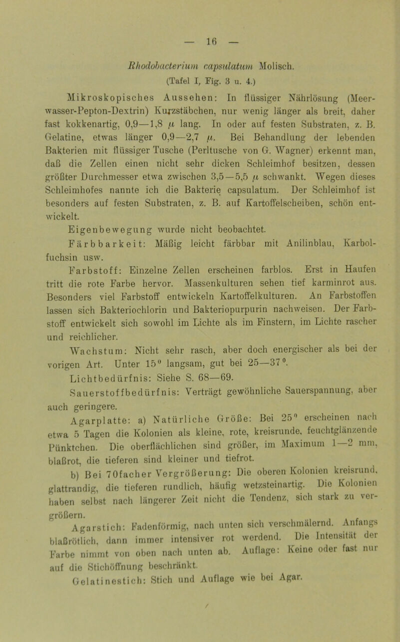 Rhodohacterium capsulatum Molisch. (Tafel I, Fig. 3 u. 4.) Mikroskopisches Aussehen: In flüssiger Nährlösung (Meer- wasser-Pepton-Dextrin) Kui-zstäbchen, nur wenig länger als breit, daher fast kokkenartig, 0,9—1,8 p lang. In oder auf festen Substraten, z. B. Gelatine, etwas länger 0,9—2,7 {.i. Bei Behandlung der lebenden Bakterien mit flüssiger Tusche (Perltusche von G. Wagner) erkennt man, daß die Zellen einen nicht sehr dicken Schleimhof besitzen, dessen größter Durchmesser etwa zwischen 3,5 —5,5 /i schwankt. Wegen dieses Schleimhofes nannte ich die Bakterie capsulatum. Der Schleimhof ist besonders auf festen Substraten, z. B. auf Kartoffelscheiben, schön ent- wickelt. Eigenbewegung wurde nicht beobachtet. Färbbarkeit: Mäßig leicht färbbar mit Anilinblau, Karbol- fuchsin usw. Farbstoff: Einzelne Zellen erscheinen farblos. Erst in Haufen tritt die rote Farbe hervor. Massenkulturen sehen tief karminrot aus. Besonders viel Farbstoff entwickeln Kartoffelkulturen. An Farbstoffen lassen sich Bakteriochlorin und Bakteriopurpurin nachweisen. Der Farb- stoff entwickelt sich sowohl im Lichte als im Finstern, im Lichte rascher und reichlicher. Wachstum: Nicht sehr rasch, aber doch energischer als bei der vorigen Art. Unter 15 langsam, gut bei 25—37. Lichtbedürfnis: Siehe S. 68—69. Sauerstoffbedürfnis: Verträgt gewöhnliche Sauerspannung, aber auch geringere. Agarplatte: a) Natürliche Größe: Bei 25 erscheinen nach etwa 5 Tagen die Kolonien als kleine, rote, kreisrunde, feuchtglänzende Pünktchen. Die oberflächlichen sind größer, im illaximum 1—2 mm. blaßrot, die lieferen sind kleiner und tiefrot. b) Bei 70facher Vergrößerung: Die oberen Kolonien kreisrund, glattrandig, die tieferen rundlich, häufig wetzsteinartig. Die Kolonien haben selbst nach längerer Zeit nicht die Tendenz, sich stark zu ver- größern. Agarstich; Fadenförmig, nach unten sich verschmälernd. Anfangs blaßrötlich, dann immer intensiver rot werdend. Die Intensität der Farbe nimmt von oben nach unten ab. Auflage; Keine oder fast nur auf die Stichöffnung beschränkt. Gelatinestich: Stich und Auflage wie bei Agar.