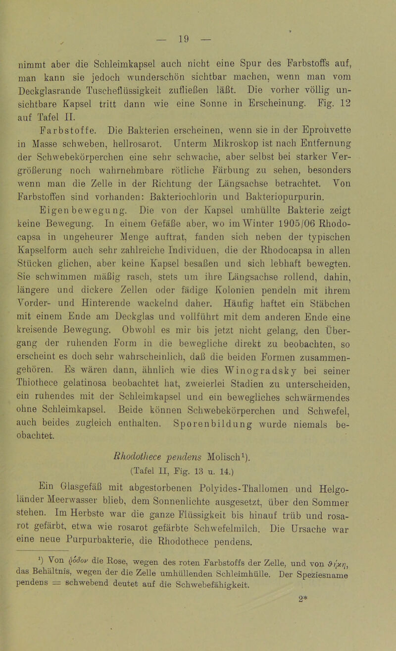 nimmt aber die Schleimkapsel auch nicht eine Spur des Farbstoffs auf, man kann sie jedoch wunderschön sichtbar machen, wenn man vom Deckglasrande Tuscheflüssigkeit zufließen läßt. Die vorher völlig un- sichtbare Kapsel tritt dann wie eine Sonne in Erscheinung. Fig. 12 auf Tafel II. Farbstoffe. Die Bakterien erscheinen, wenn sie in der Eprotivette in Masse schweben, hellrosarot, ünterm Mikroskop ist nach Entfernung der Schwebekörperchen eine sehr schwache, aber selbst bei starker Ver- größerung noch wahrnehmbare rötliche Färbung zu sehen, besonders Avenn man die Zelle in der Richtung der Längsachse betrachtet. Von Farbstoffen sind vorhanden: Bakteriochlorin und Bakteriopurpurin. Eigen bewegu ng. Die von der Kapsel umhüllte Bakterie zeigt keine Bewegung. In einem Gefäße aber, wo im Winter 1905/06 Rhodo- capsa in ungeheurer Menge auftrat, fanden sich neben der typischen Kapselform auch sehr zahlreiche Individuen, die der Rhodocapsa in allen Stücken glichen, aber keine Kapsel besaßen und sich lebhaft bewegten. Sie schwimmen mäßig rasch, stets um ihre Längsachse rollend, dahin, längere und dickere Zellen oder fädige Kolonien pendeln mit ihrem Vorder- und Hinterende wackelnd daher. Häutig haftet ein Stäbchen mit einem Ende am Deckglas und vollführt mit dem anderen Ende eine kreisende Bewegung, Obwohl es mir bis jetzt nicht gelang, den Über- gang der ruhenden Form in die bewegliche direkt zu beobachten, so erscheint es doch sehr wahrscheinlich, daß die beiden Formen zusammen- gehören. Es wären dann, ähnlich wie dies Winogradsky bei seiner Thiothece gelatinosa beobachtet hat, zweierlei Stadien zu unterscheiden, ein ruhendes mit der Schleimkapsel und ein bewegliches schwärmendes ohne Schleimkapsel. Beide können Schwebekörperchen und Schwefel, auch beides zugleich enthalten. Sporenbildung wurde niemals be- obachtet. Rhodothece pendens Molisch’-). (Tafel U, Pig. 13 u. 14.) Ein Glasgefäß mit abgestorbenen Polyides-Thallomen und Helgo- länder Meerwasser blieb, dem Sonnenlichte ausgesetzt, über den Sommer stehen. Im Herbste war die ganze Flüssigkeit bis hinauf trüb und rosa- rot gefärbt, etwa wie rosarot gefärbte Schwefelmilch. Die Ursache war eine neue Purpurbakterie, die Rhodothece pendens. ') Von (lodoy die Rose, wegen des roten Farbstoffs der Zelle, und von das Behältnis, wegen der die Zelle umhüllenden Schleimhülle. Der Speziesuame pendens = schwebend deutet auf die Schwebefähigkeit. 2*