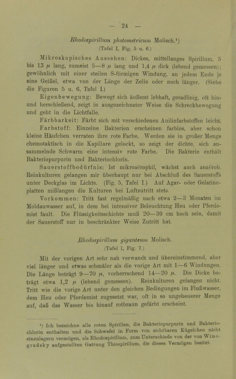 Rhodospirillum photometricum MoliscliJ) (Tafel I, Fig. 5 u. 6.) Mikroskopisches Aussehen: Dickes, mittellanges Spirillum, 5 bis 13 jH lang, zumeist 5—8 /t lang und 1,4 /t dick (lebend gemessen); gewöhnlich mit einer steilen S-förmigen Windung, an jedem Ende je eine Geißel, etwa von der Länge der Zelle oder noch länger. (Siehe die Figuren 5 u. 6, Tafel I.) Eigenbewegung: Bewegt sich äußerst lebhaft, geradlinig, oft hin- und herschießend, zeigt in ausgezeichneter Weise die Schreckbewegung und geht in die Lichtfalle. Färbbarkeit: Färbt sich mit verschiedenen Anilinfarbstoffen leicht. Farbstoff: Einzelne Bakterien erscheinen farblos, aber schon kleine Häufchen verraten ihre rote Farbe. Werden sie in großer Menge chemotaktisch in die Kapillare gelockt, so zeigt der dichte, sich an- sammelnde Schwarm eine intensiv rote Farbe. Die Bakterie enthält Bakteriopurpurin und Bakteriochlorin. Salierstoffbedürfnis: Ist mikroaerophil, wächst auch anaerob. Reinkulturen gelangen mir überhaupt nur bei Abschluß des Sauerstoffs unter Deckglas im Lichte. (Fig. 5, Tafel I.) Auf Agar- oder Gelatine- platten mißlangen die Kulturen bei Luftzutritt stets. Vorkommen: Tritt fast regelmäßig nach etwa 2—3 Monaten im Moldauwasser auf, in dem bei intensiver Beleuchtung Heu oder Pferde- mist fault. Die Flüssigkeitsschichte muß 20—30 cm hoch sein, damit der Sauerstoff nur in beschränkter Weise Zutritt hat. Rhodospirillum giganteum Molisch. (Tafel I, Fig. 7.) Mit der vorigen Art sehr nah verwandt und übereinstimmend, aber viel länger und etwas schmäler als die vorige Art mit 1—6 V indungen. Die Länge beträgt 9—70 jU, vorherrschend 14—20 p. Die Dicke be- trägt etwa 1,2 fl (lebend gemessen). Reinkulturen gelangen nicht. Tritt wie die vorige Art unter den gleichen Bedingungen im Flußwasser, dem Heu oder Pferdemist zugesetzt war, oft in so ungeheuerer Menge auf, daß das Wasser bis hinauf rotbraun gefärbt erscheint. *) Ich bezeichne alle roten Spirillen, die Bakteriopurpurin und Bakterio- chlorin enthalten und die Schwefel in Form von sichtbaren Kügelchen nicht einzulagern vermögen, als Rhodospirillum, zum Unterschiede von der von Wino- gradsky aufgestellten Gattung Thiospirillum, die dieses Vermögen besitzt.