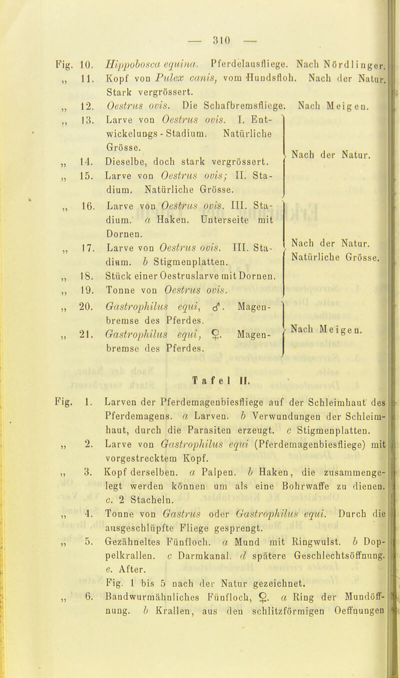 Fig. Nach der Natur Nach Meigeu. Nach der Natu r. 10. Hijipohosca equina. PferdelausHiege. Nach Nörd 1 inger 11. Kopf \on Pulex canis, vom •Hundsfloh. Stark vergrössert. 12. Oestnis oois. Die Schafbremsflioge, 13. Larve von Oestrus oois. I. Ent- wickeluDgs - Stadium. Natürliche Grösse. 14. Dieselbe, doch stark vergrössert. 15. Larve von Oestrus oüis; II. Sta- dium. Natürliche Grösse. 16. Larve von Oestrus ovis. III. Sta- dium, a Haken. Unterseite mit Dornen. 17. Larve von Oestrus ovis. III. Sta- dium, b Stigmenplatten. 18. Stück einer Oestruslarve mit Dornen. 19. Tonne von Oestrus ovis. 20. Gastrophilus equi, . Magen- bremse des Pferdes. 21. Gastrophilus equi, Magen- bremse des Pferdes. Nach der Natur. Natürliche Grösse, Nach Meigen. Tafel II. Fig. 1. Larven der Pferdemagenbiesfliege auf der Schleimhaut des Pferdemagens, a Larven, h Verwundungen der Schleim haut, durch die Parasiten erzeugt, c Stigmenplatten. ,, 2. Larve von Gastrophilus equi (Pferdemagenbiesfliege) mit vorgestrecktem Kopf. „ 3. Kopf derselben, a Palpen, b Haken, die znsammenge legt werden können um als eine BohrwafFe zu dienen c. 2 Stacheln. ,, 4. Tonne von Gastrus oder Gastrophilus equi. Durch die ausgeschlüpfte Fliege gesprengt. „ 5. Gezähneltes Fünfloch, a Mund mit Ringwulst, b Dop- pelkrallen, c Darmkanal, d spätere Geschlechtsöfl^nung. e. After. Fig. 1 bis 5 nach der Natur gezeichnet. „ 6. Bandwurmähnliches Fünfloch, a Ring der Mundöff- nung, b Krallen, aus den schlitzförmigen Oeff'aungen