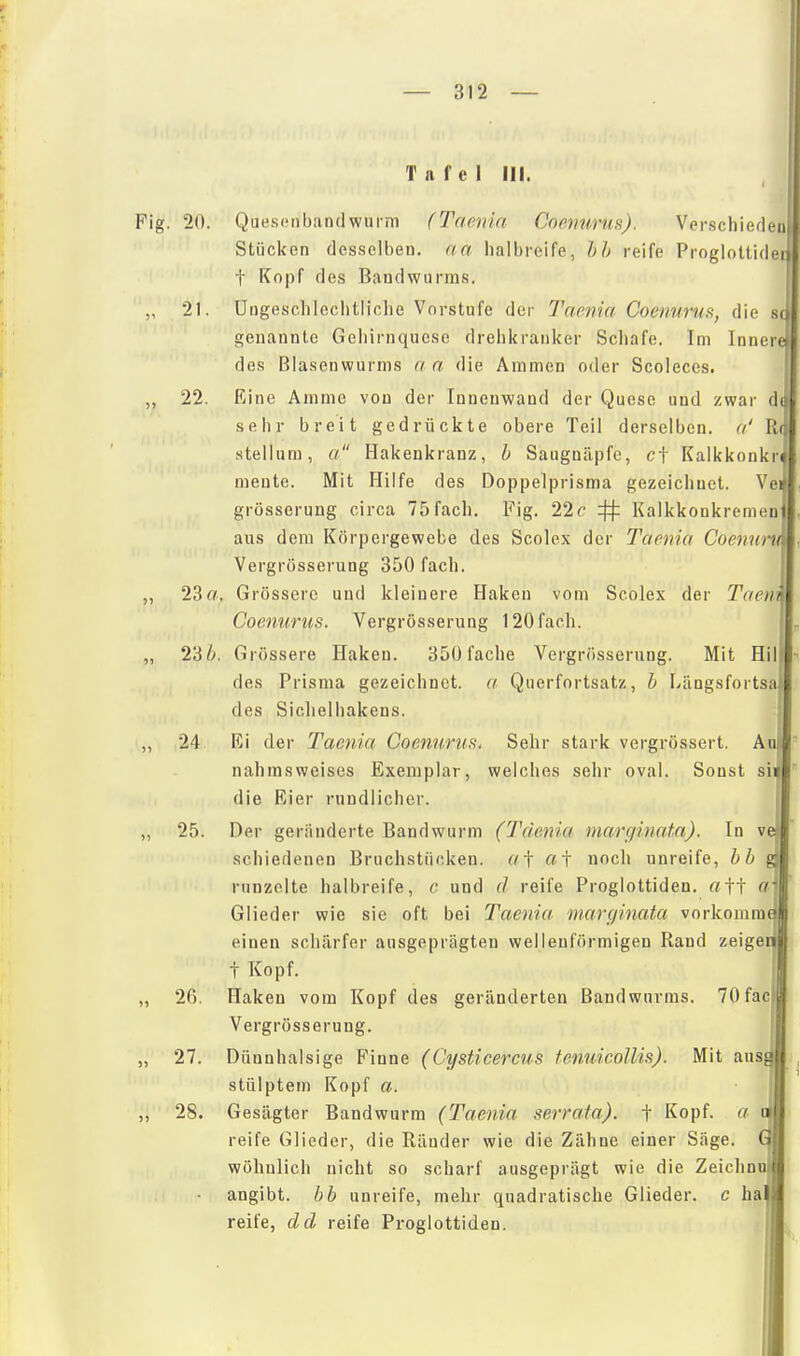 Tafel III. . 20. QuesfMibandwurm (Tcmria Coenurus). Verschieden Stücken desselben, aa halbreife, hh reife Progloltide t Kopf des Bandwurms. 21. Ungeschlechtliche Vorstufe der Taenia Coenurus, die s( genannte Geliirnquese drehkranker Schafe. Im Innere des Blasenwurms a a die Ammen oder Scoleccs. 22. Eine Amme von der Innenwand der Quese und zwar da sehr breit gedrückte obere Teil derselben, a' Rtj stellum, a Hakenkranz, h Sangnäpfe, et Kalkkonkr< mente. Mit Hilfe des Doppelprisma gezeichnet. Ve» grösserung circa 75 fach. Fig. 22r 41= Kalkkonkremenl aus dem Körpergewebe des Scolex der Taenia Coenuru Vergrösserung 350 fach. 23fl, Grössere und kleinere Haken vom Scolex der Taen Coenurus. Vergrösserung 120 fach. 2'db. Grössere Haken. 350fache Vergrösserung. Mit Hil des Prisma gezeichnet, a Querfortsatz, b Längsfortsa des Siclielhakens. 24 Ri der Taenia Coemiriis. Sehr stark vergrössert. An nahmsweises Exemplar, welches sehr oval. Sonst si die Rier rundlicher. 25. Der geränderte Bandwurm (Tdenia marc/inatn). In ve schiedenen Bruchstücken, af af noch unreife, hb runzelte halbreife, c und d reife Proglottiden. «tt c']\ Glieder wie sie oft bei Taenia marginata vorkomra einen schärfer ausgeprägten wellenförmigen Rand zeige t Kopf. 26. Haken vom Kopf des geränderten Bandwurms. 70faci Vergrösserung. 27. Dünnhalsige Finne (Cysticercus fenuicoHis). Mit aus stülptem Kopf a. 28. Gesägter Bandwurm (Taenia serrafa). f Kopf, a reife Glieder, die Ränder wie die Zähne einer Säge. 0 wohnlich nicht so scharf ausgeprägt wie die Zeichnu angibt, bb unreife, mehr quadratische Glieder, c hajj reife, dd reife Proglottiden.