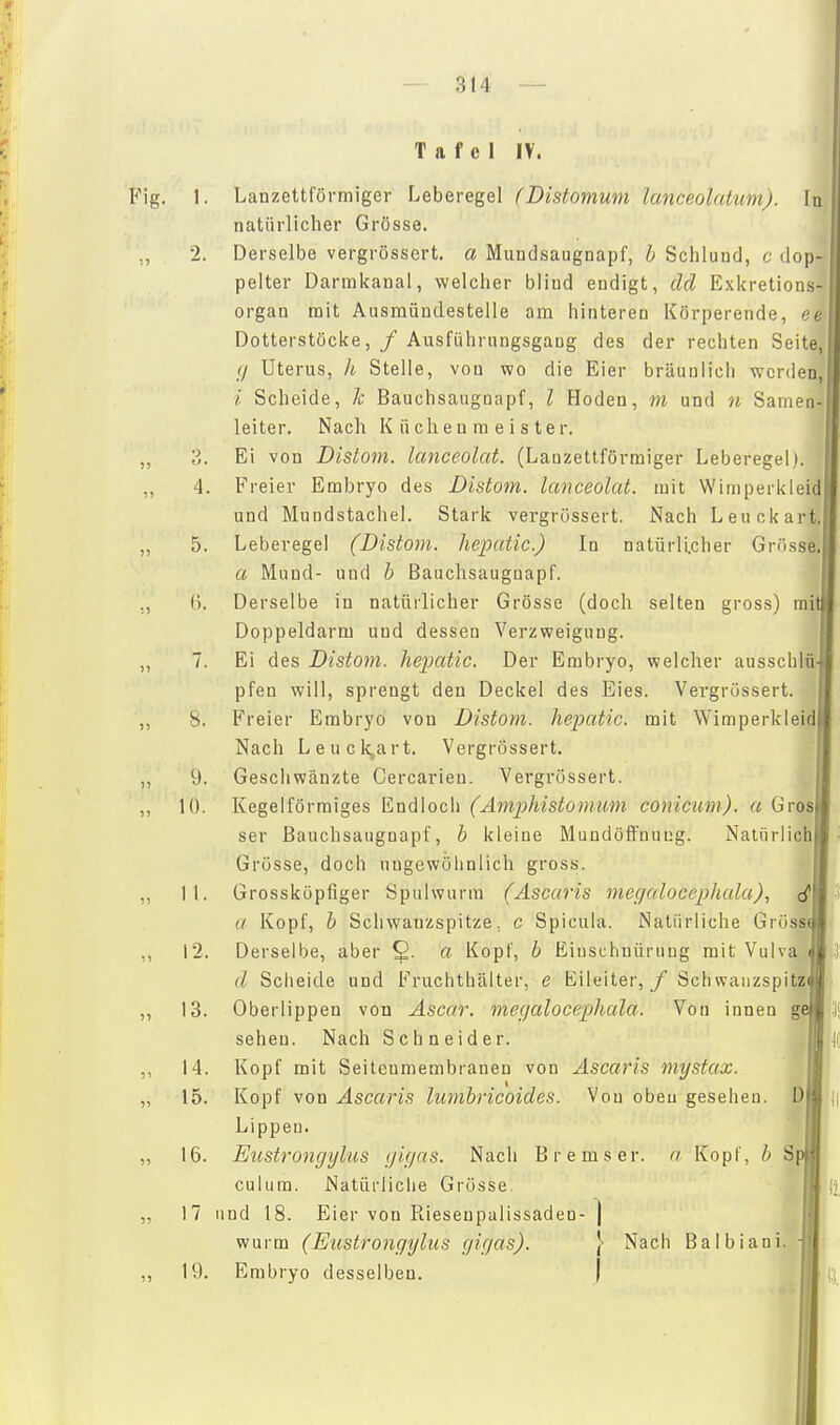 Tafel IV. Fig. 1. Lanzettförmiger Leberegel (Distomum lanceolatum). In natürlicher Grösse. ,, 2. Derselbe vergrössert. a Mundsaugnapf, h Schlund, c dop- pelter Darmkaual, welcher bliud endigt, dd Exkretions Organ mit Ausraündestelle am hinteren Körperende, ee Dotterstöcke, / Ausführnngsgang des der rechten Seite, (j Uterus, h Stelle, von wo die Eier bräunlich wcrdenJ / Scheide, k Bauchsaugnapf, l Ploden, m und u Samen-jl leiter. Nach Küchenmeister. f| ,, 3. Ei von Dislom. lanceolat. (Lanzettförmiger Leberegel). | „ 4. Freier Embryo des Distom. lanceolat. mit Wimperkleid und Mundstachel. Stark vergrössert. Nach Leuckart. ,, 5. Leberegel (Distom. hepatic.) In natürli.cher Grösse. a Mund- und h Bauchsauguapf. ., (). Derselbe in natürlicher Grösse (doch selten gross) mit Doppeldarm und dessen Verzweigung. ,, 7. Ei des Distom. heixUic. Der Embryo, welcher ausschlü pfen will, sprengt den Deckel des Eies. Vergrössert. „ ' 8. Freier Embryo von Distom. hepatic. mit Wimperkleid Nach Leuck^art. Vergrössert. ,, 9. Geschwänzte Cercarieu. Vergrössert. ,, 10. Kegelförmiges Endlocli (Amphistomum conicum). a Gros| ser Bauchsaugnapf, b kleine Mundöffnung. Natürlich Grösse, doch ungewöhnlich gross. „ 11. Grossköpfiger Spulwurm (Ascaris megalocepJiala)., a Kopf, h Schwauzspitze, c Spicula. Natürliche Gröss ,, 12. Derselbe, aber §. a Kopf, b Einschnürung mit Vulva d Scheide und Fruchthälter, e Eileiter, / Schwanzspitzi „ 13. Oberlippen von Ascar. megalocephala. Von innen gi sehen. Nach Schneider. ,, 14. Kopf mit Seitenmembranen von Ascaris mystax. „ 15. Kopf von Ascaris lumbricoides. Von oben gesehen. Lippen. „ 16. Ell sträng ylus gigas. Nach Bremser. « Kopf, b culum. Natürliche Grösse. „ 17 und 18. Eier von Riesenpalissaden- | wurm (Eustrongylns gigas). \ Nach Balbiani ,, 19. Embryo desselben. |
