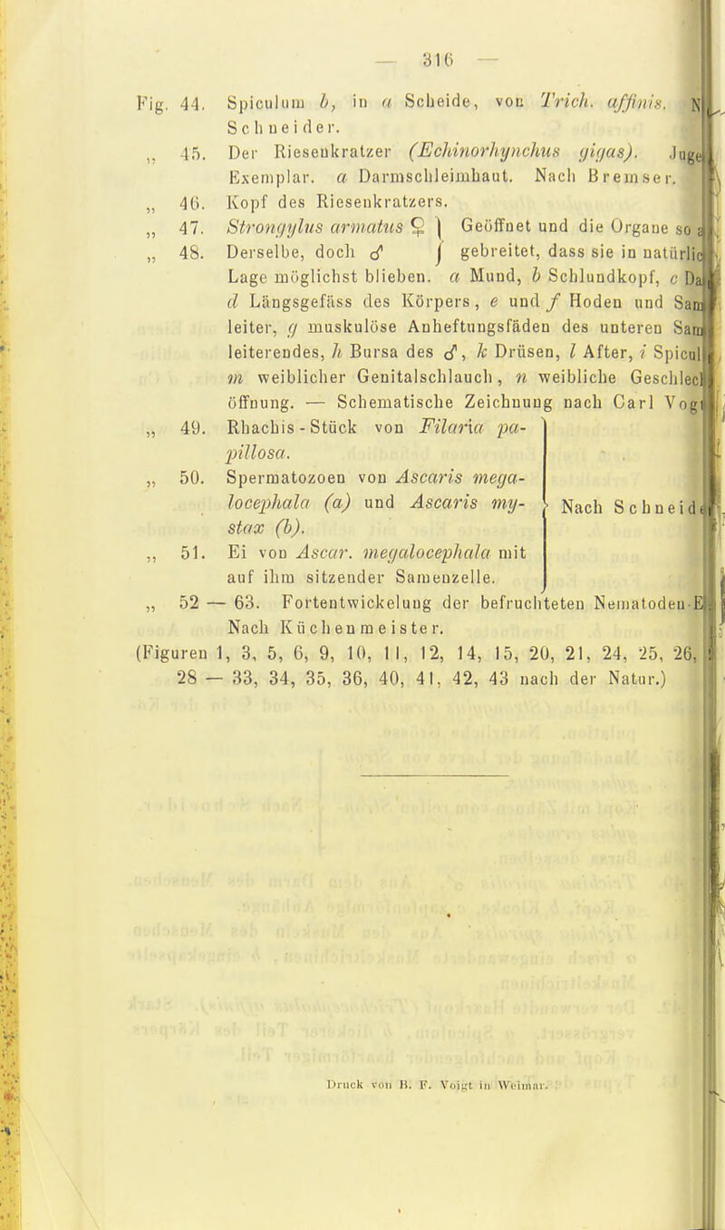 — b 1 (i — Fig. 44. Spiculuii) h, in a Scheide, von Trich. affinis. S c 1) u e i d e i-. 45. Der Rieseukratzer (Ecldnorhynchus (jifjas). Jug Exemplar, a Darmsclileimbaut. Nach Bremser. „ 46. Kopf des Riesenkratzers. ,, 47. Strongylus armattis ^ ] Geöffnet und die Organe so „ 48. Derselbe, doch j gebreitet, dass sie in natürli Lage möglichst blieben, a Mund, b Schlundkopf, c D d Längsgefäss des Körpers, e und / Hoden und Sa leiter, g muskulöse Anheftungsfäden des unteren Sa^ leiterendes, h Bursa des cT, k Drüsen, l After, i Spicuj VI weiblicher Geuitalschlauch, n weibliche Geschlec Öffnung. — Schematische Zeichnung nach Carl Voj „ 49. Rhachis - Stück von Filar'm pa- 2)illosci. „ 50. Spermatozoen von Ascaris mega- locephala (a) und Ascaris my- stax (b). ,, 51. Ei von Ascar. megalocephala mit auf ihm sitzender Samenzelle. „ 52 — 63. Fortentwickeluug der befruchteten Nematoden- Nach Küchenmeister. (Figuren 1, 3, 5, 6, 9, 10, II, 12, 14, 15, 20, 21, 24, -25, 26, 28 — 33, 34, 35, 36, 40, 41, 42, 43 nach der Natur.) Nach Schneid Druck von B. F. Voiyt in Woimai.