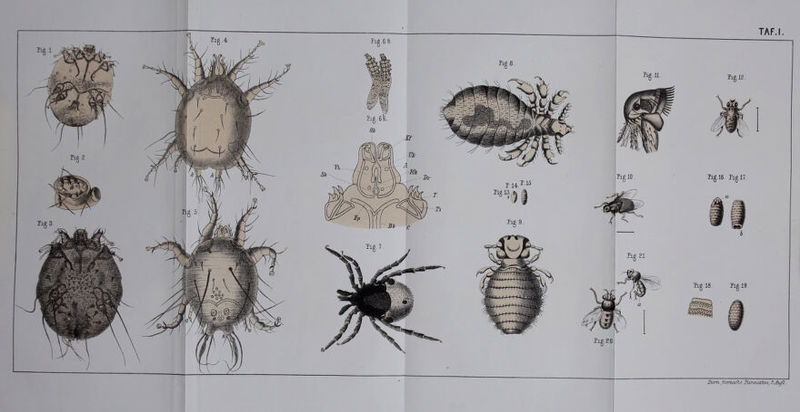 Zum, üeri^Tie F/ir.a<siten, SMifl.