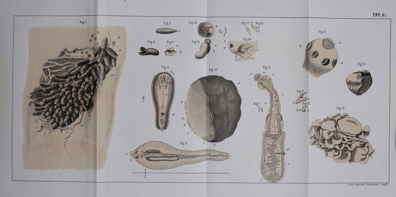 Zürn, Umsehe. F-oJrasvten. Z ,Äuß,.