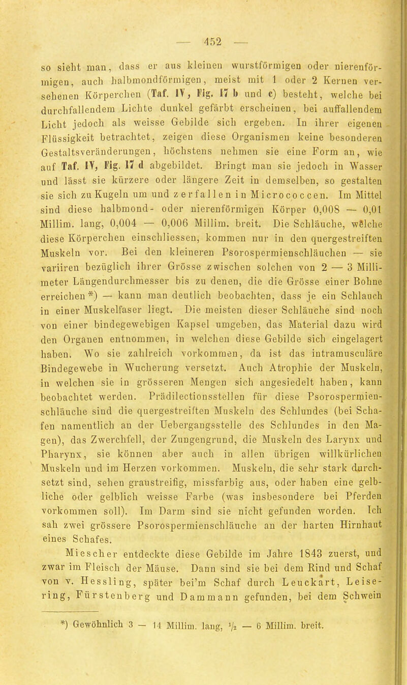so sieht man, dass er aus kleinen wiirstförmigen oder niereuför- migen, auch halbmondförmigen, meist mit 1 oder 2 Kernen ver- sehenen Körperchen (Tnf. IV, Kig. 17 b und c) besteht, welche bei durchfallendem Lichte dunkel gefärbt erscheinen, bei auffallendem Licht jedoch als weisse Gebilde sich ergeben. In ihrer eigenen Flüssigkeit betrachtet, zeigen diese Organismen keine besonderen Gestaltsveränderungen, höchstens nehmen sie eine Form an, wie auf Taf. IV, Fig. H d abgebildet. Bringt man sie jedoch in Wasser und lässt sie kürzere oder längere Zeit in demselben, so gestaltea sie sich zu Kugeln um und z e r fa 11 en 1 n Microco c cen. Im Mittel sind diese halbmond- oder nierenförmigen Körper 0,008 — 0,01 Millim. lang, 0,004 — 0,006 Millim. breit. Die Schläuche, weiche diese Körpercheu einschliessen, kommen nur in den quergestreiften Muskeln vor. Bei den kleinereu Psorospermienschläuchen — sie variireu bezüglich ihrer Grösse zwischen solchen von 2 — 3 Milli- meter Längendurchmesser bis zu denen, die die Grösse einer Bohne erreichen*) — kann man deutlich beobachten, dass je ein Schlauch in einer Muskelfaser liegt. Die meisten dieser Schläuche sind noch von einer bindegewebigen Kapsel umgeben, das Material dazu wird den Organen entnommen, in welchen diese Gebilde sich eingelagert haben. Wo sie zahlreich vorkommen, da ist das intramusculäre Bindegewebe in Wucherung versetzt. Auch Atrophie der Muskeln, in welchen sie in grösseren Mengen sich angesiedelt haben, kann beobachtet werden. Prädilectionsstellen für diese Psorospermieu- schläuche sind die quergestreiften Muskeln des Schlundes (bei Scha- fen namentlich an der Uebergangsstelle des Schlundes in den Ma- gen), das Zwerchfell, der Zungengrund, die Muskeln des Larj'nx und Pharynx, sie können aber auch in allen übrigen willkürlicheu Muskeln und im Herzen vorkommen. Muskeln, die sehr stark durch- setzt sind, sehen graustreifig, raissfarbig aus, oder haben eine gelb- liche oder gelblich weisse Farbe (was insbesondere bei Pferden vorkommen soll). Im Darm sind sie nicht gefunden worden. Ich sah zwei grössere Psorospermienschläuche au der harten Hirnhaut eines Schafes. Miescher entdeckte diese Gebilde im Jahre 1843 zuerst, und zwar im Fleisch der Mäuse. Dann sind sie bei dem Rind und Schaf von V. Hessling, später bei'm Schaf durch Leuckart, Leise-^ ring, Fürsteuberg und Dammaun gefunden, bei dem Schwein *) Gewöhnlich 3—14 Millim. laug, '/a — 6 Millim. breit.