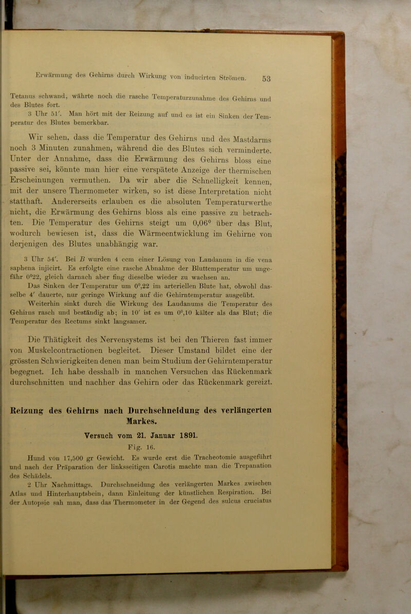 Tetanus scliwand, währte noch die nische Temperaturzunahme des Gehirns und des Blutes fort. 3 XJhr 51 . A'Ian hört mit dei Beizung auf und es ist ein Sinken der Tem- peratur des Blutes bemerkbar. Wir sehen, dass die Temperatur des G-ehirns und des Mastdarms noch 3 Minuten Zunahmen, während die des Blutes sich verminderte. Unter der Annahme, dass die Erwärmung des Gehirns bloss eine passive sei, könnte man hier eine verspätete Anzeige der thermischen Erscheinungen vermuthen. Da wir aber die Schnelligkeit kennen, mit der unsere Thermometer wirken, so ist diese Interpretation nicht statthaft. Andererseits erlauben es die absoluten Temperaturwerthe nicht, die Erwärmung des Gehirns bloss als eine passive zu betrach- ten. Die Temperatur des Gehirns steigt um 0,06° über das Blut, wodurch bewiesen ist, dass die Wärmeentwicklung im Gehirne von derjenigen des Blutes unabhängig war. 3 Uhr 54'. Bei B wurden 4 ccm einer Lösung von Laudanum in die vena saphena injicirt. Es erfolgte eine rasche Abnahme der Bluttemperatur um unge- fähr 0®22, gleich darnach aber fing dieselbe wieder zu wachsen an. Das Sinken der Temperatur um 0°,22 im arteriellen Blute hat, obwohl das- I selbe 4' dauerte, nur geringe Wirkung auf die Gehirntemperatur ausgeübt. Weiterhin sinkt durch die Wirkung des Laudanums die Temperatur des Gehirns rasch und beständig ab; in 10' ist es um 0°,10 kälter als das Blut; die Temperatur des Bectums sinkt langsamer. Die Thätigkeit des Nervensystems ist bei den Thieren fast immer von Muskelcontractionen begleitet. Dieser Umstand bildet eine der grössten Schwierigkeiten denen man beim Studium der Gehirntemperatur I begegnet. Ich habe desshalb in manchen Versuchen das Rückenmark I durchschnitten und nachher das Gehirn oder das Rückenmark gereizt. 1 •1 J Reizung des Gehirns nach Durchschneidung- des yerlängerten Markes. Versuch vom 21. Januar 1891. j i ; Fig. 16. Hund von 17,500 gr Gewicht. Es wurde erst die Tracheotomie ausgeführt und nach der Präparation der linksseitigen Carotis machte man die Trepanation des Schädels. 2 Uhr Nachmittags. Durchschneidung des verlängerten Markes zwischen Atlas und Hinterhauptsbein, dann Einleitung der künstlichen Bespiration. Bei der Autopsie sah man, dass das 'riiermometer in der Gegend des sulcus cruciatus