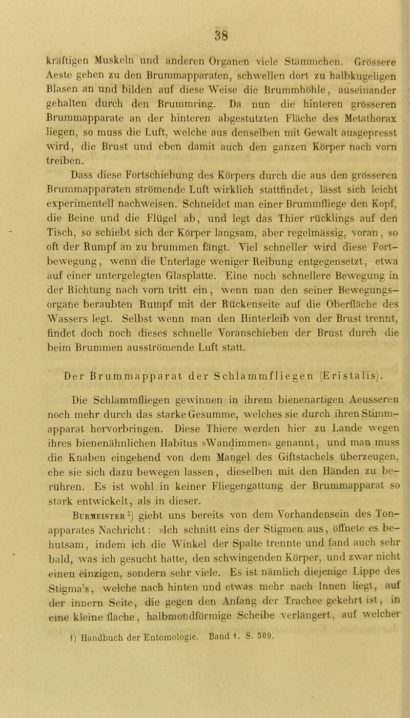 kräftigen Muskeln und anderen Organen viele Stämmenen. Grössen Aeste gehen zu den Brummapparaten, schwellen dort zu halbkugeligen Blasen an und bilden auf diese Weise die Brummhöhle, auseinander • gehalten durch den Brummring. Da nun die hinteren grösseren Brummapparate an der hinteren abgestutzten Fläche des Metathorax liegen, so muss die Luft, welche aus denselben mit Gewalt ausgepresst wird, die Brust und eben damit auch den ganzen Körper nach vorn treiben. Dass diese Fortschiebung des Körpers durch die aus den grösseren Bruinmapparaten strömende Luft wirklich stattfindet, lässt sich leicht experimentell nachweisen. Schneidet man einer Brummfliege den Kopf, die Beine und die Flügel ab, und legt das Thier rücklings auf den Tisch, so schiebt sich der Körper langsam, aber regelmässig, voran, so oft der Bumpf an zu brummen fängt. Viel schneller wird diese Fort- bewegung, wenn die Unterlage weniger Beibung entgegensetzt, etwa auf einer untergelegten Glasplatte. Eine noch schnellere Bewegung in der Bichtung nach vorn tritt ein, wenn man den seiner Bewegungs- organe beraubten Bumpf mit der Bückenseite auf die Oberfläche des Wassers legt. Selbst wenn man den Hinterleib von der Brust trennt, findet doch noch dieses schnelle Voranschieben der Brust durch die beim Brummen ausströmende Luft statt. Der Brummapparat der Schlammfliegen (Eristalis). Die Schlammfliegen gewinnen in ihrem bienenartigen Aeusseren noch mehr durch das starke Gesumme, welches sie durch ihren Stimm- apparat hervorbringen. Diese Thiere werden hier zu Lande wegen ihres bienenähnlichen Habitus »Wandimmen« genannt, und man muss die Knaben eingehend von dem Mangel des Giftstachels überzeugen, ehe sie sich dazu bewegen lassen, dieselben mit den Händen zu be- rühren. Es ist wohl in keiner Fliegengattung der Brummapparat so stark entwickelt, als in dieser. Burmeister *) giebt uns bereits von dem Vorhandensein des Ton- apparates Nachricht: »Ich schnitt eins der Stigmen aus, öffnete es be- hutsam , indem ich die Winkel der Spalte trennte und fand auch sehr bald, was ich gesucht hatte, den schwingenden Körper, und zwar nicht einen einzigen, sondern sehr viele. Es ist nämlich diejenige Lippe des Stigma's, welche nach hinten und etwas mehr nach Innen liegt, auf der innern Seite, die gegen den Anfang der Trachee gekehrt ist, in eine kleine flache, halbmondförmige Scheibe verlängert , auf welcher 1) Handbuch der Entomologie. Band 1. S. 509.