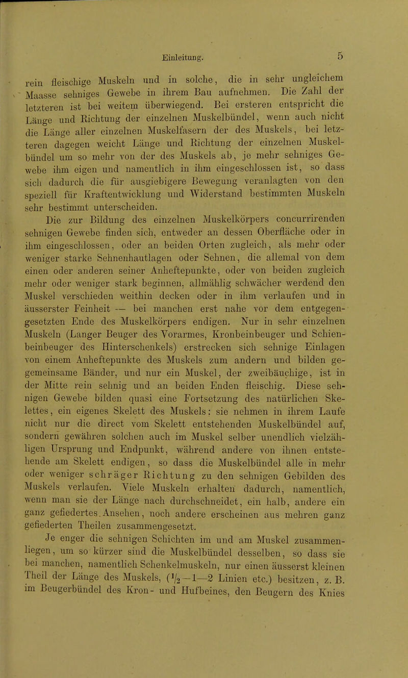 rein fleischige Muskeln und in solche, die in sehr ungleichem Maasse sehniges Gewebe in ihrem Bau aufnehmen. Die Zaiil der let/.teren ist bei weitem überwiegend. Bei ersteren entspricht die Länge und Richtung der einzelnen Muskelbündel, wenn auch nicht die Länge aller einzelnen Muskelfasern der des Muskels, bei letz- teren dagegen weicht Länge und Richtung der einzelnen Muskel- bündel um so mehr von der des Muskels ab, je mehr sehniges Ge- webe ihm eigen und namentlich in ihm eingeschlossen ist, so dass sich dadurch die für ausgiebigere Bewegung veranlagten von den speziell für Krafteutwicklung und Widerstand bestimmten Muskeln sehr bestimmt unterscheiden. Die zur Bildung des einzelnen Muskelkörpers coucurrirenden sehnigen Gewebe finden sich, entweder an dessen Oberfläche oder in ihm eingeschlossen, oder an beiden Orten zugleich, als mehr oder weniger starke Sehneuhautlagen oder Sehnen, die allemal von dem einen oder anderen seiner Anheftepunkte, oder von beiden zugleich mehr oder weniger stark beginnen, allmählig schwächer werdend den Muskel verschieden weithin decken oder in ihm verlaufen und in äusserster Feinheit — bei manchen erst nahe vor dem entgegen- gesetzten Ende des Muskelkörpers endigen. Nur in sehr einzelnen Muskeln (Langer Beuger des Vorarmes, Kronbeinbeuger und Schien- beinbeuger des Hinterschenkels) erstrecken sich sehnige Einlagen von einem Anheftepunkte des Muskels zum andern und bilden ge- gemeinsame Bänder, und nur ein Muskel, der zweibäuchige, ist in der Mitte rein sehnig und an beiden Enden fleischig. Diese seh- nigen Gewebe bilden quasi eine Fortsetzung des natürlichen Ske- lettes, ein eigenes Skelett des Muskels: sie nehmen in ihrem Laufe nicht nur die direct vom Skelett entstehenden Muskelbündel auf, sondern gewähren solchen auch im Muskel selber unendlich vielzäh- ligen Ursprung und Endi^unkt, während andere von ihnen entste- hende am Skelett endigen, so dass die Muskelbündel alle in mehr oder weniger schräger Richtung zu den sehnigen Gebilden des Muskels verlaufen. Viele Muskeln erhalten dadurch, namentlich, wenn man sie der Lange nach durchschneidet, ein halb, andere ein ganz gefiedertes.Ansehen, noch andere erscheinen aus mehren ganz gefiederten Theilen zusammengesetzt. Je enger die sehnigen Schichten im und am Muskel zusammen- liegen, um so kürzer sind die Muskelbündel desselben, so dass sie bei manchen, namentlich Schenkelmuskeln, nur einen äusserst kleinen Theil der Länge des Muskels, (1/3-1—2 Linien etc.) besitzen, z.B. im Beugerbündel des Krön- und Hufbeines, den Beugern des Knies