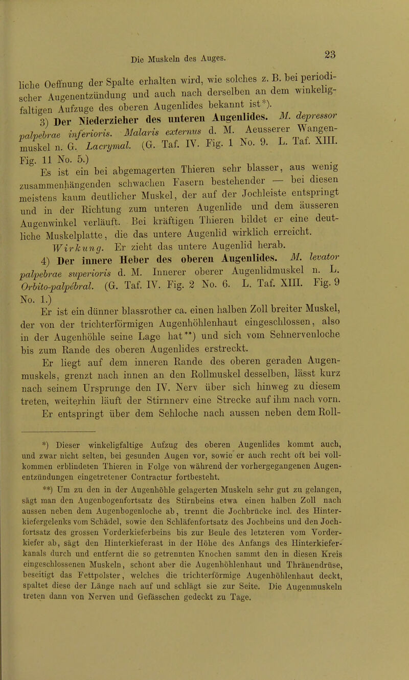 liclie Oeffnui^g der Spalte erhalten wird, ^vie solches z. B. bei periodi- scher Augenentzüudung und auch nach derselben an dem winkelig- faltigen Aufzuge des oberen Augenlides bekannt ist*). 3) Der Niederzielier des unteren Augenlides. M. depressor palpeLe inferioris. Malaris externus d. M. ^eusserer Wangen muskel n. G. Lacrymal. (G. Taf. IV. Fig. 1 No. 9. L. Taf. XIII. Fig. 11 No. 5.) ^ ^ . Es ist ein bei abgemagerten Thieren sehr blasser, aus wenig zusammenhängenden schwachen Fasern bestehender — bei diesen meistens kaum deutlicher Muskel, der auf der Jochleiste entspringt und in der Richtung zum unteren Augenlide und dem äusseren Augenwinkel verläuft. Bei kräftigen Thieren bildet er eine deut- liche Muskelplatte, die das untere Augenlid wirklich erreicht. Wirkung. Er zieht das untere Augenlid herab. 4) Der innere Heber des oberen Augenlides. M. levator palpehrae superioris d. M. Innerer oberer Augenlidmuskel n. L. OrUto-palpehral. (G. Taf. IV. Fig. 2 No. 6. L. Taf. XIII. Fig. 9 No. 1.) Er ist ein dünner blassrother ca. einen halben Zoll breiter Muskel, der von der trichterförmigen Augenhöhlenhaut eingeschlossen, also in der Augenhöhle seine Lage hat**) und sich vom Sehnervenloche bis zum Rande des oberen Augenlides erstreckt. Er liegt auf dem inneren Rande des oberen geraden Augen- muskels, grenzt nach innen an den Rollmuskel desselben, lässt kurz nach seinem Ursprünge den IV. Nerv über sich hinweg zu diesem treten, weiterhin läuft der Stirnnerv eine Strecke auf ihm nach vorn. Er entspringt über dem Sehloche nach aussen neben demRoll- *) Dieser winkeligfaltige Aufzug des oberen Augenlides kommt auch, und zwar nicht selten, bei gesunden Augen vor, sowie er auch recht oft bei voll- kommen erblindeten Thieren in Folge von während der vorhergegangenen Augen- entzündungen eingetretener Contractur fortbesteht. **) Um zu den in der Augenhöhle gelagerten Muskeln sehr gut zu gelangen, sägt man den Augenbogenfortsatz des Stirnbeins etwa einen halben Zoll nach aussen neben dem Augenbogenloche ab, trennt die Jochbrücke incl. des Hinter- kiefergelenks vom Schädel, sowie den Schläfenfortsatz des Jochbeins und den Joch- fortsatz des grossen Vorderkieferbeins bis zur Beule des letzteren vom Vorder- kiefer ab, sägt den Hinterkieferast in der Höhe des Anfangs des Hinterkiefer- kanals durch und entfernt die so getrennten Knochen sammt den in diesen Kreis eingeschlossenen Muskeln, schont aber die Augenhöhlenhaut und Thräuendrüse, beseitigt das Fettpolster, welches die trichterförmige Augenhöhlenhaut deckt, spaltet diese der Länge nach auf und schlägt sie zur Seite. Die Augenmuskeln treten dann von Nerven und Gefässchen gedeckt zu Tage.