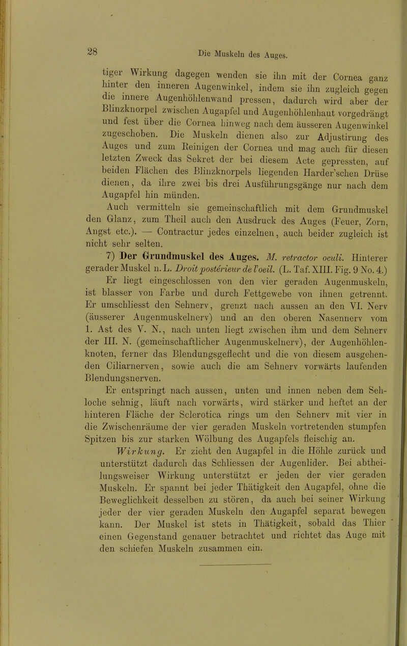 tiger Wirkung dagegen ^^enden sie ihn mit der Cornea ganz hinter den inneren Augenwinkel, indem sie ihn zugleich gegen die innere Augenhöhlenwand pressen, dadurch wird aber der Bhnzknorpel zwisclien Augapfel und Augenhöhlenhaut vorgedrängt und fest über die Cornea hinweg nach dem äusseren Augenwinkel zugeschoben. Die Muskeln dienen also zur Adjustirung des Auges und zum Reinigen der Cornea und mag auch für diesen letzten Zweck das Sekret der bei diesem Acte gepressten, auf beiden Flächen des Blinzknorpels liegenden Harder'schen Drüse dienen, da ihre zwei bis drei Ausführungsgänge nur nach dem Augapfel hin münden. Auch vermitteln sie gemeinschaftlich mit dem Grundmuskel den Glanz, zum Theil auch den Ausdruck des Auges (Feuer, Zorn, Angst etc.). — Contractur jedes einzelnen, auch beider zugleich ist nicht sehr selten. 7) Der Grundmuskel des Auges. 31. retractor oculi. Hinterer gerader Muskel n. L. Droit posterieur de Voeil. (L. Taf. XIII. Fig. 9 No. 4.) Er liegt eingeschlossen von den vier geraden Augenmuskeln, ist blasser von Farbe und durch Fettgewebe von ihnen getrennt. Er umschliesst den Sehnerv, grenzt nach aussen an den VI. Nerv (äusserer Augenmuskelnerv) und an den oberen Nasennerv vom 1. Ast des V. N., nach unten liegt zwischen ihm und dem Sehnerv der III. N. (gemeinschaftlicher Augenmuskelnerv), der Augenhöhlen- knoten, ferner das Blendungsgeflecht und die von diesem ausgehen- den Ciliarnerven, sowie auch die am Sehnerv vorwärts laufenden Blendungsnerven. Er entspringt nach aussen, unten und innen neben dem Seh- loche sehnig, läuft nach vorwärts, wird stärker und heftet an der hinteren Fläche der Sclerotica rings um den Sehnerv mit vier in die Zwischenräume der vier geraden Muskeln vortretenden stumpfen Spitzen bis zur starken Wölbung des Augapfels fleischig an. Wirkung. Er zieht den Augapfel in die Höhle zurück und unterstützt dadurch das Schliessen der Augenlider. Bei abthei- lungsweiser Wirkung unterstützt er jeden der vier geraden Muskeln. Er spannt bei jeder Thätigkeit den Augapfel, ohne die Beweglichkeit desselben zu stören, da auch bei seiner Wirkung jeder der vier geraden Muskeln den Augapfel separat bewegen kann. Der Muskel ist stets in Thätigkeit, sobald das Thier einen Gegenstand genauer betrachtet und richtet das Auge mit den schiefen Muskeln zusammen ein.