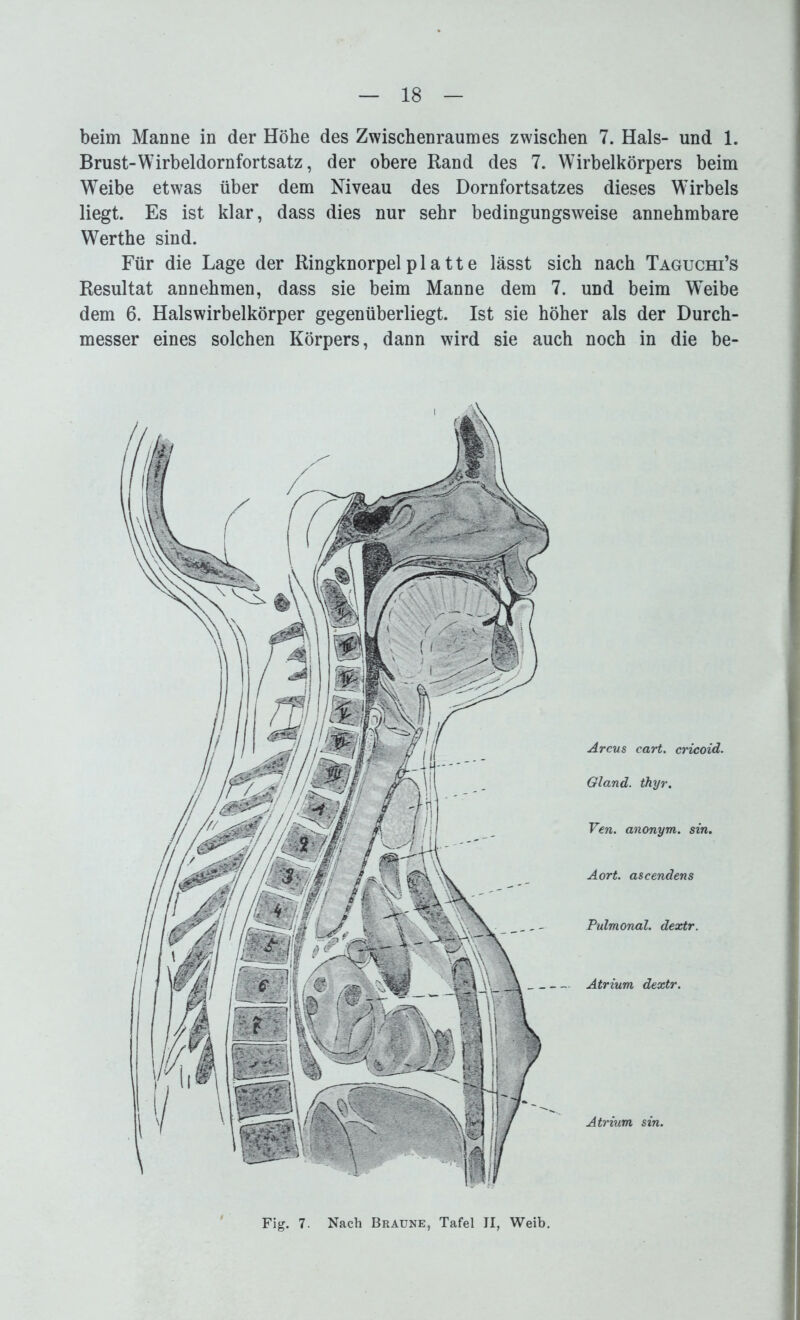 beim Manne in der Höhe des Zwischenraumes zwischen 7. Hals- und 1. Brust-Wirbeldornfortsatz, der obere Rand des 7. Wirbelkörpers beim Weibe etwas über dem Niveau des Dornfortsatzes dieses Wirbels liegt. Es ist klar, dass dies nur sehr bedingungsweise annehmbare Werthe sind. Für die Lage der Ringknorpel pl a tt e lässt sich nach Taguchi’s Resultat annehmen, dass sie beim Manne dem 7. und beim Weibe dem 6. Halswirbelkörper gegenüberliegt. Ist sie höher als der Durch- messer eines solchen Körpers, dann wird sie auch noch in die be- Arcus cart. cricoid. Gland. ihyr. Ven. anonym, sin. Aort. ascendens Pulmonal, dextr. Atrium dextr. Atrium sin. Füg. 7. Nach Braune, Tafel II, Weib.