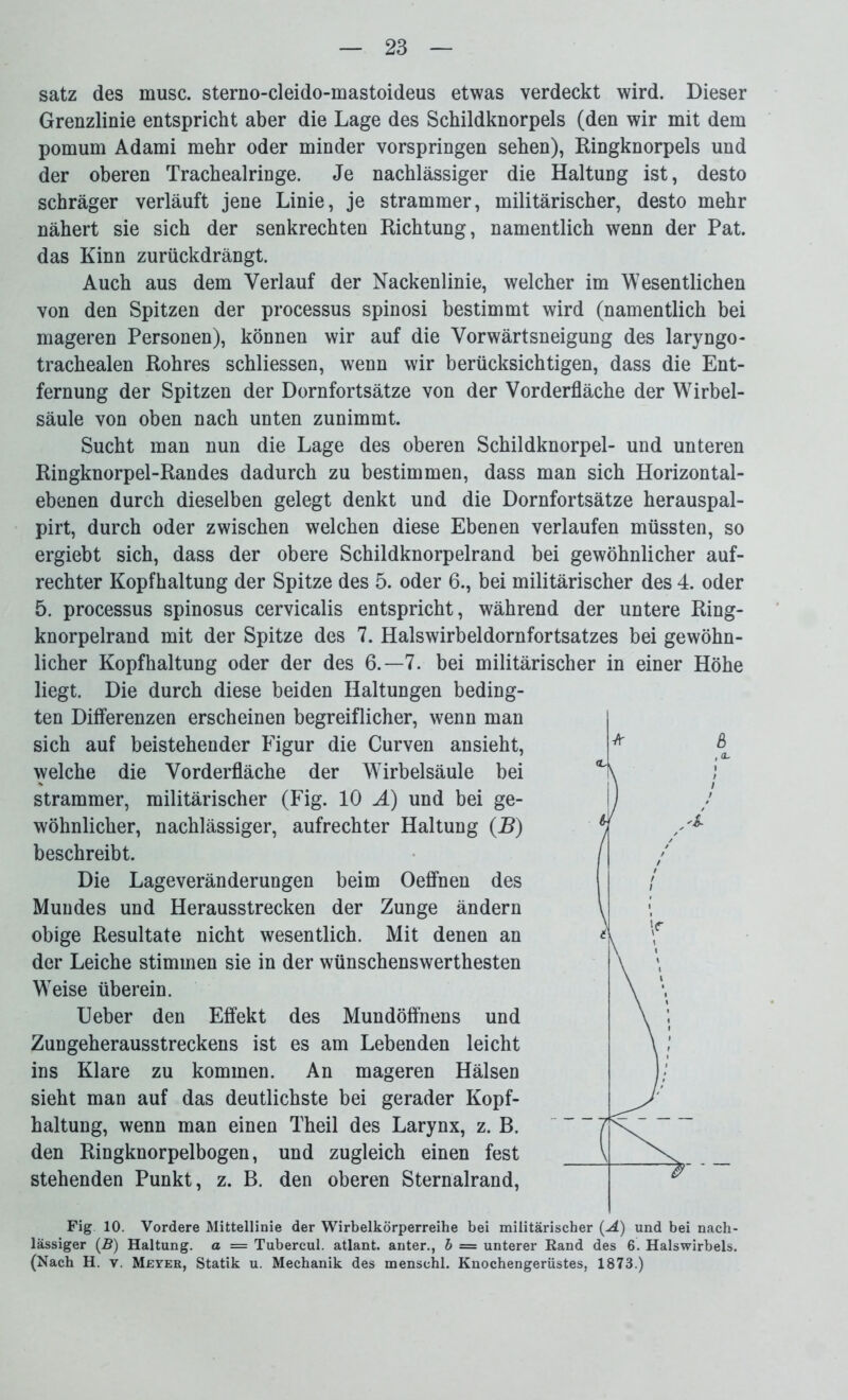 satz des musc. sterno-cleido-mastoideus etwas verdeckt wird. Dieser Grenzlinie entspricht aber die Lage des Schildknorpels (den wir mit dem pomum Adami mehr oder minder vorspringen sehen), Ringknorpels und der oberen Trachealringe. Je nachlässiger die Haltung ist, desto schräger verläuft jene Linie, je strammer, militärischer, desto mehr nähert sie sich der senkrechten Richtung, namentlich wenn der Pat. das Kinn zurückdrängt. Auch aus dem Verlauf der Nackenlinie, welcher im Wesentlichen von den Spitzen der processus spinosi bestimmt wird (namentlich bei mageren Personen), können wir auf die Vorwärtsneigung des laryngo- trachealen Rohres schliessen, wenn wir berücksichtigen, dass die Ent- fernung der Spitzen der Dornfortsätze von der Vorderfläche der Wirbel- säule von oben nach unten zunimmt. Sucht man nun die Lage des oberen Schildknorpel- und unteren Ringknorpel-Randes dadurch zu bestimmen, dass man sich Horizontal- ebenen durch dieselben gelegt denkt und die Dornfortsätze herauspal- pirt, durch oder zwischen welchen diese Ebenen verlaufen müssten, so ergiebt sich, dass der obere Schildknorpelrand bei gewöhnlicher auf- rechter Kopfhaltung der Spitze des 5. oder 6., bei militärischer des 4. oder 5. processus spinosus cervicalis entspricht, während der untere Ring- knorpelrand mit der Spitze des 7. Halswirbeldornfortsatzes bei gewöhn- licher Kopfhaltung oder der des 6.-7. bei militärischer in einer Höhe liegt. Die durch diese beiden Haltungen beding- ten Differenzen erscheinen begreiflicher, wenn man sich auf beistehender Figur die Curven ansieht, welche die Vorderfläche der Wirbelsäule bei strammer, militärischer (Fig. 10 A) und bei ge- wöhnlicher, nachlässiger, aufrechter Haltung (B) beschreibt. Die Lageveränderungen beim Oeffnen des Mundes und Herausstrecken der Zunge ändern obige Resultate nicht wesentlich. Mit denen an der Leiche stimmen sie in der wünschenswerthesten Weise überein. Ueber den Effekt des Mundöffnens und Zungeherausstreckens ist es am Lebenden leicht ins Klare zu kommen. An mageren Hälsen sieht man auf das deutlichste bei gerader Kopf- haltung, wenn man einen Theil des Larynx, z. B. den Ringknorpelbogen, und zugleich einen fest stehenden Punkt, z. B. den oberen Sternalrand, Fig 10. Vordere Mittellinie der Wirbelkörperreihe bei militärischer (A) und bei nach- lässiger (B) Haltung, a = Tubercul. atlant. anter., b = unterer Rand des 6. Halswirbels. (Nach H. v. Meyer, Statik u. Mechanik des mensehl. Knochengerüstes, 1873.)