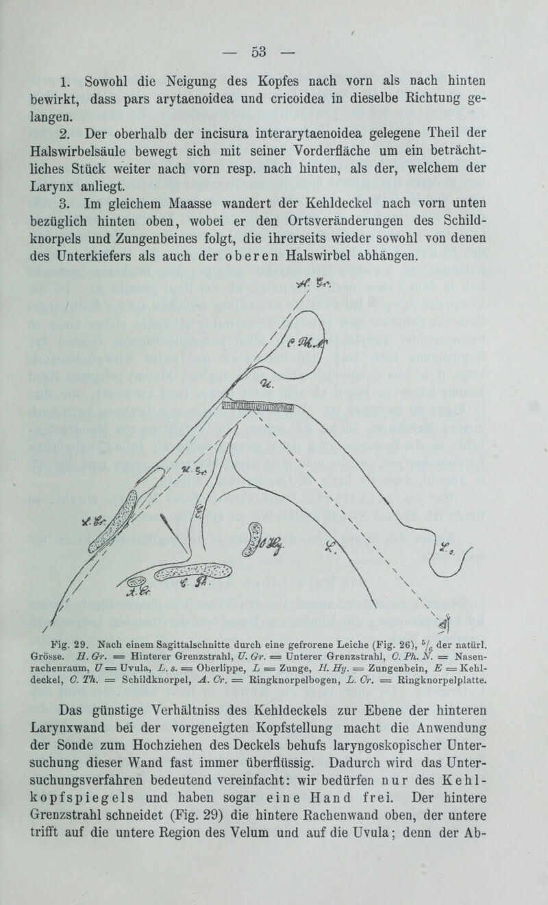 1. Sowohl die Neigung des Kopfes nach vorn als nach hinten bewirkt, dass pars arytaenoidea und cricoidea in dieselbe Richtung ge- langen. 2. Der oberhalb der incisura interarytaenoidea gelegene Theil der Halswirbelsäule bewegt sich mit seiner Vorderfläche um ein beträcht- liches Stück weiter nach vorn resp. nach hinten, als der, welchem der Larynx anliegt. 3. Im gleichem Maasse wandert der Kehldeckel nach vorn unten bezüglich hinten oben, wobei er den Ortsveränderungen des Schild- knorpels und Zungenbeines folgt, die ihrerseits wieder sowohl von denen des Unterkiefers als auch der oberen Halswirbel abhängen. Fig. 29. Nach einem Sagittalschnitte durch eine gefrorene Leiche (Fig. 26), 5/6 der natürl. Grösse. H. Gr. = Hinterer Grenzstrahl, U. Gr. = Unterer Grenzstrahl, 0. Ph. N. = Nasen- rachenraum, U — Uvula, L. s. = Oberlippe, L = Zunge, H. Hy. = Zungenbein, E = Kehl- deckel, C. Th. = Schildknorpel, A. Gr. = Ringknorpelbogen, L. Cr. — Ringknorpelplatte. Das günstige Verhältniss des Kehldeckels zur Ebene der hinteren Larynxwand bei der vorgeneigten Kopfstellung macht die Anwendung der Sonde zum Hochziehen des Deckels behufs laryngoskopischer Unter- suchung dieser Wand fast immer überflüssig. Dadurch wird das Unter- suchungsverfahren bedeutend vereinfacht: wir bedürfen nur des Kehl- kopfspiegels und haben sogar eine Hand frei. Der hintere Grenzstrahl schneidet (Fig. 29) die hintere Rachenwand oben, der untere trifft auf die untere Region des Velum und auf die Uvula; denn der Ab-