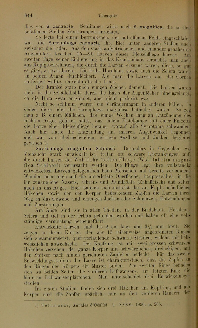 dies von S. carnaria. Schlimmer wirkt noch S. magnifica, die an den befallenen Stellen Zerstörungen anrichtet. So legte hei einem Betrunkenen, der auf offenem Felde eingeschlafen war, die Sarcophaga carnaria ihre Eier unter anderen Stellen auch zwischen die Lider. Aus den stark au fge tri ebenen und einander genäherten Augenlidern krochen 15—20 Larven dieser Fleischfliege hervor. Am zweiten Tage seiner Einlieferung in das Krankenhaus versuchte man auch aus Kopfgeschwülsten, die durch die Larven erzeugt waren, diese, so gut es ging, zu extrahiren. Die trübe Hornhaut, sowie auch die Sclera waren an beiden Augen durchlöchert. Als man die Larven aus der Cornea entfernen wollte, entschlüpfte die Linse. Der Kranke starb nach einigen Wochen dement. Die Larven waren nicht in die Schädelhöhle durch die Basis der Augenlöcher hineingelangt, da die Dura zwar entzündet, aber nicht perforirt war. Nicht so schlimm waren die Veränderungen in anderen Fällen. in zog denen diese oder die Sarcophaga magnifica betheiligt waren. So man z. B. einem Mädchen, das einige Wochen lang an Entzündung des rechten Auges gelitten hatte, aus einem Fistelgange mit einer Pincette die Larve einer Fleischfliege heraus, worauf alle Symptome schwanden. am inneren Augenwinkel begonnen Ausfluss und Jucken begleitet eitrigen Auch hier hatte die Entzündung und war von übelriechendem, gewesen1). Sacrophaga magnifica Schineri. Besonders in Gegenden, wo Viehzucht stark entwickelt ist, treten oft schwere Erkrankungen auf, die durch Larven der Wohlfahrt’schen Fliege (Wohlfahrtia magni- fica Schineri) verursacht werden. Die Fliege legt ihre vollständig entwickelten Larven gelegentlich beim Menschen auf bereits vorhandene Wunden oder auch auf die unverletzte Oberfläche, hauptsächlich in die ihr zugängliche Nasen-, Ohren- und Mundhöhle (Zahnfleisch) und selten auch in Häkchen Hier bahnen sich mittelst der am Kopfe befindlichen sowie der den Körper bedeckenden Zapfen die Larven ihren das Auge Weg in das Gewebe und erzeugen Jucken oder Schmerzen, Entzündungen und Zerstörungen. Am Auge sind sie in allen Theilen, in der Bindehaut, Hornhaut. Sclera und tief in der Orbita gefunden worden und haben oft eine voll- ständige Vernichtung herbeigeführt. Entwickelte Larven sind bis 2 cm lang und 31/, mm breit. Sie zeigen an ihrem Körper, der aus 13 reihenweise angeordneten Bingen sich zusammensetzt, quer verlaufende schwarze Streifen, welche mit hell- weisslichen abwechseln. Der Kopfring ist mit zwei grossen schwarzen Häkchen versehen, der ganze Körper mit schwärzlichen, dreieckigen, mit den Spitzen nach hinten gerichteten Zäpfchen bedeckt. Für das zweite Entwicklungsstadium der Larve ist charakteristisch, dass die Zapfen an den Ringen des Körpers ein Muster bilden. Am zweiten Ringe befinden sich zu beiden Seiten die vorderen Luftwarzen-, am letzten Ring die hinteren Luftwarzenplättchen. Man unterscheidet drei Entwickelungs- stadien. Im ersten Stadium finden sich drei Häkchen am Kopfring, und <im sind die Zapfen spärlich, nur an den vorderen Rändern dei Körper 1) Tettamanzi, Annales d’Oculist. T. XXXV. 185l>. p. 205.