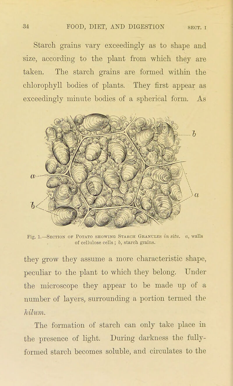 Starch grains vary exceedingly as to shape and size, according to the plant from which they are taken. The starch grains are formed within the chlorophyll bodies of plants. They first appear as exceedingly minute bodies of a spherical form. As Fig. 1.—Section of Potato showing Starch Granules in situ, a, walls of cellulose cells; 6, starch, grains. they grow they assume a more characteristic shape, peculiar to the plant to which they belong. Under the microscope they appear to be made up of a number of layers, surrounding a portion termed the liilum. The formation of starch can only take place in the presence of light. During darkness the fully- formed starch becomes soluble, and circulates to the