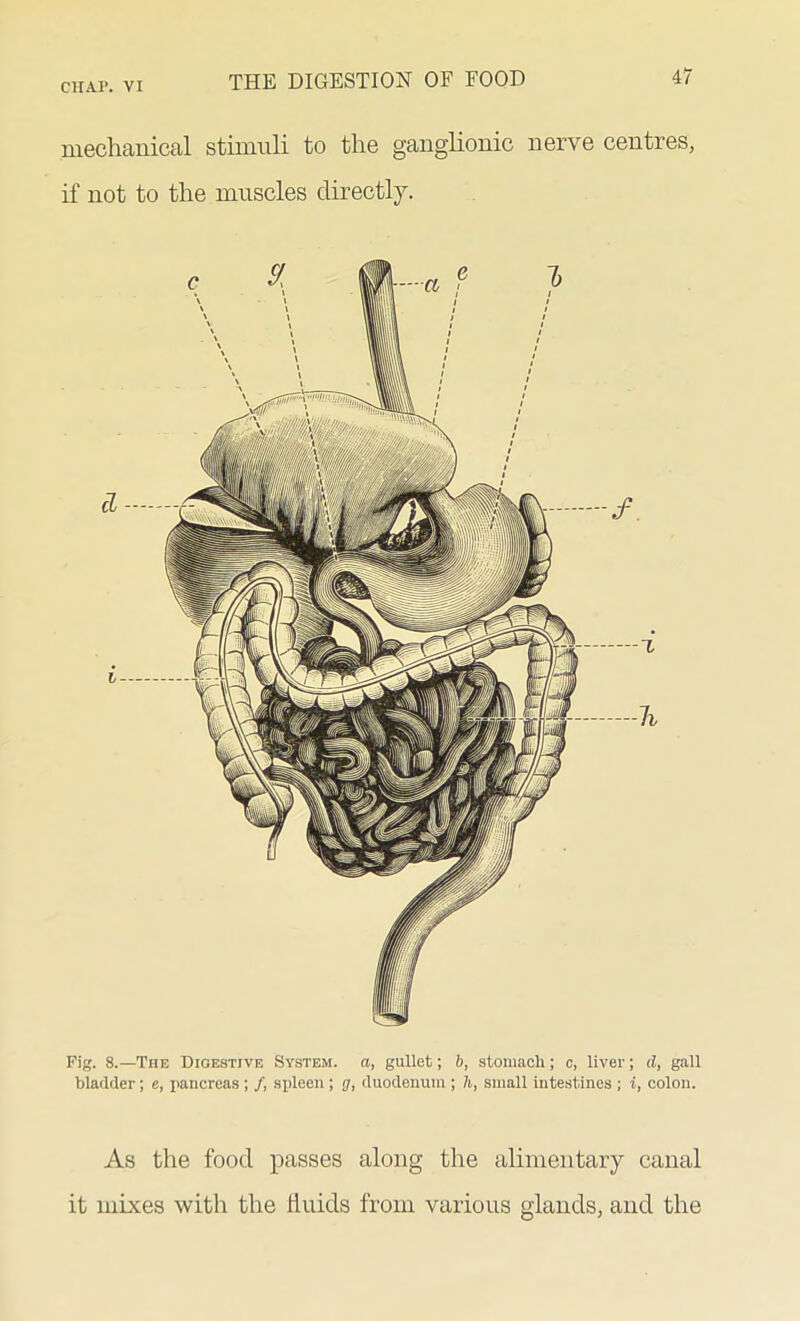 mechanical stimuli to the ganglionic nerve centres, if not to the muscles directly. Fig. 8.—The Digestive System, a, gullet; b, stomach; c, liver; d, gall bladder; e, pancreas ; /, spleen; g, duodenum ; li, small intestines ; i, colon. As the food passes along the alimentary canal it mixes with the fluids from various glands, and the