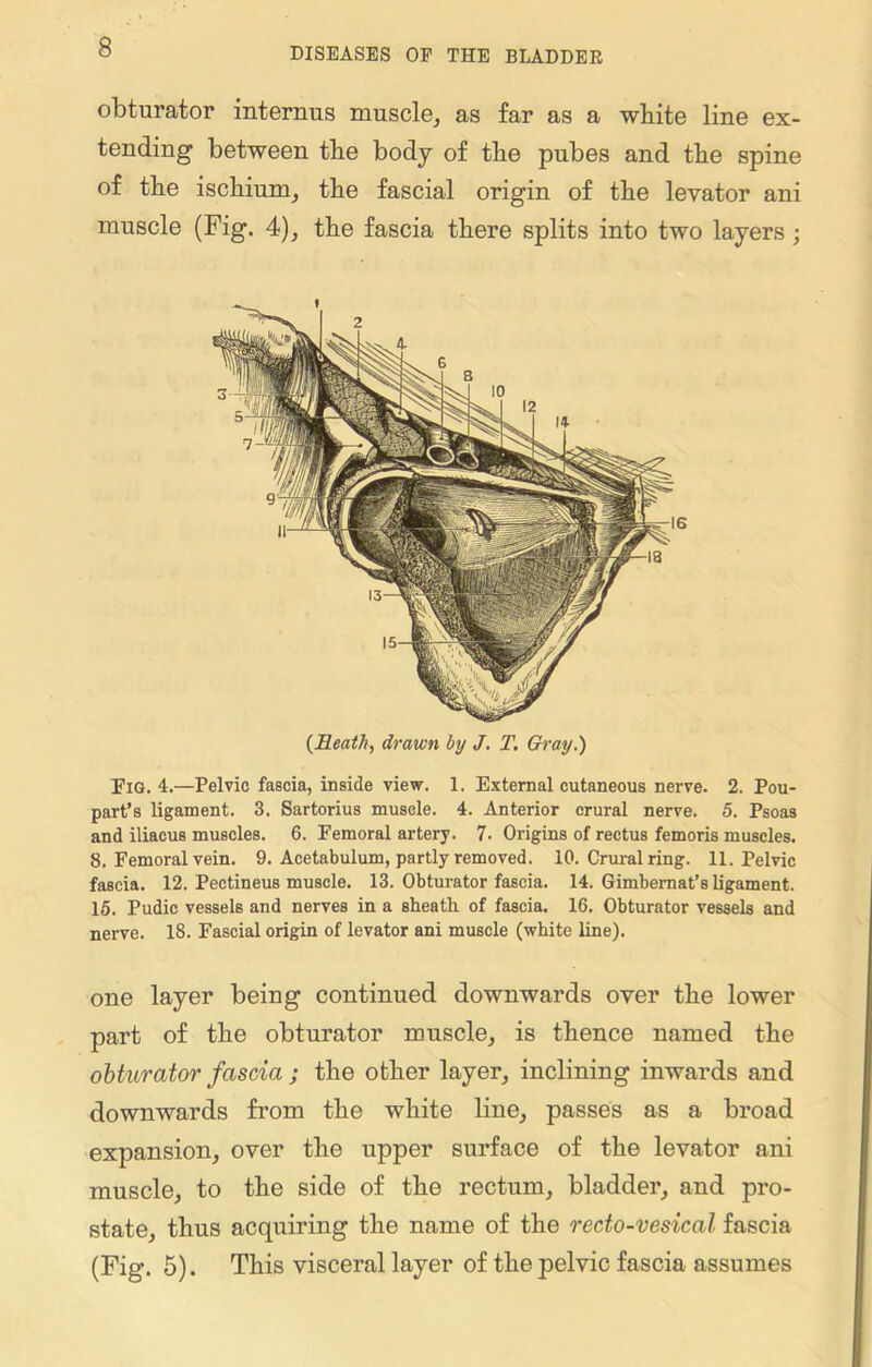 obturator interims muscle, as far as a white line ex- tending between the body of the pubes and the spine of the ischium, the fascial origin of the levator ani muscle (Fig. 4), the fascia there splits into two layers; (Heath, drawn by J. T. Gray.) Fig. 4.—Pelvic fascia, inside view. 1. External cutaneous nerve. 2. Pou- part’s ligament. 3. Sartorius muscle. 4. Anterior crural nerve. 5. Psoas and iliacus muscles. 6. Femoral artery. 7. Origins of rectus femoris muscles. 8. Femoral vein. 9. Acetabulum, partly removed. 10. Crural ring. 11. Pelvic fascia. 12. Pectineus muscle. 13. Obturator fascia. 14. Gimbemat’s ligament. 15. Pudic vessels and nerves in a sheath of fascia. 16. Obturator vessels and nerve. 18. Fascial origin of levator ani muscle (white line). one layer being continued downwards over the lower part of the obturator muscle, is thence named the obturator fascia ; the other layer, inclining inwards and downwards from the white line, passes as a broad expansion, over the upper surface of the levator ani muscle, to the side of the rectum, bladder, and pro- state, thus acquiring the name of the recto-vesical fascia (Fig. 5). This visceral layer of the pelvic fascia assumes