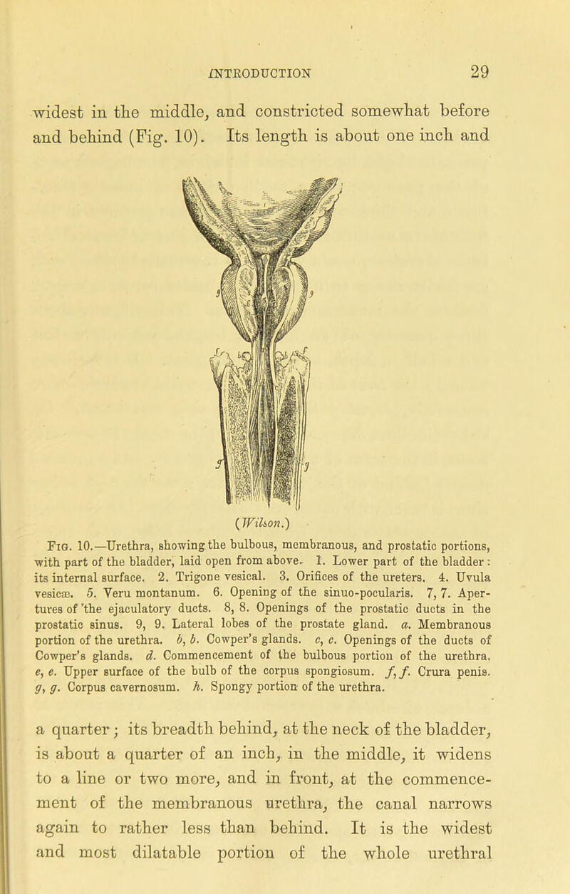 widest in tlie middle, and constricted somewhat before and behind (Fig. 10). Its length is about one inch and (Wilton.) Fig. 10.—Urethra, showing the bulbous, membranous, and prostatic portions, with part of the bladder, laid open from above. 1. Lower part of the bladder : its internal surface. 2. Trigone vesical. 3. Orifices of the ureters. 4. Uvula vesicae. 5. Yeru montanum. 6. Opening of the sinuo-poeularis. 7, 7. Aper- tures of 'the ejaculatory ducts. 8, 8. Openings of the prostatic ducts in the prostatic sinus. 9, 9. Lateral lobes of the prostate gland, a. Membranous portion of the urethra, b, b. Cowper’s glands, c, c. Openings of the ducts of Cowper’s glands, d. Commencement of the bulbous portion of the urethra. e, e. Upper surface of the bulb of the corpus spongiosum. f,f. Crura penis. g, g. Corpus cavernosum. h. Spongy portion of the urethra. a quarter; its breadth behind, at the neck of the bladder, is about a quarter of an inch, in the middle, it widens to a line or two more, and in front, at the commence- ment of the membranous urethra, the canal narrows again to rather less than behind. It is the widest and most dilatable portion of the whole urethral