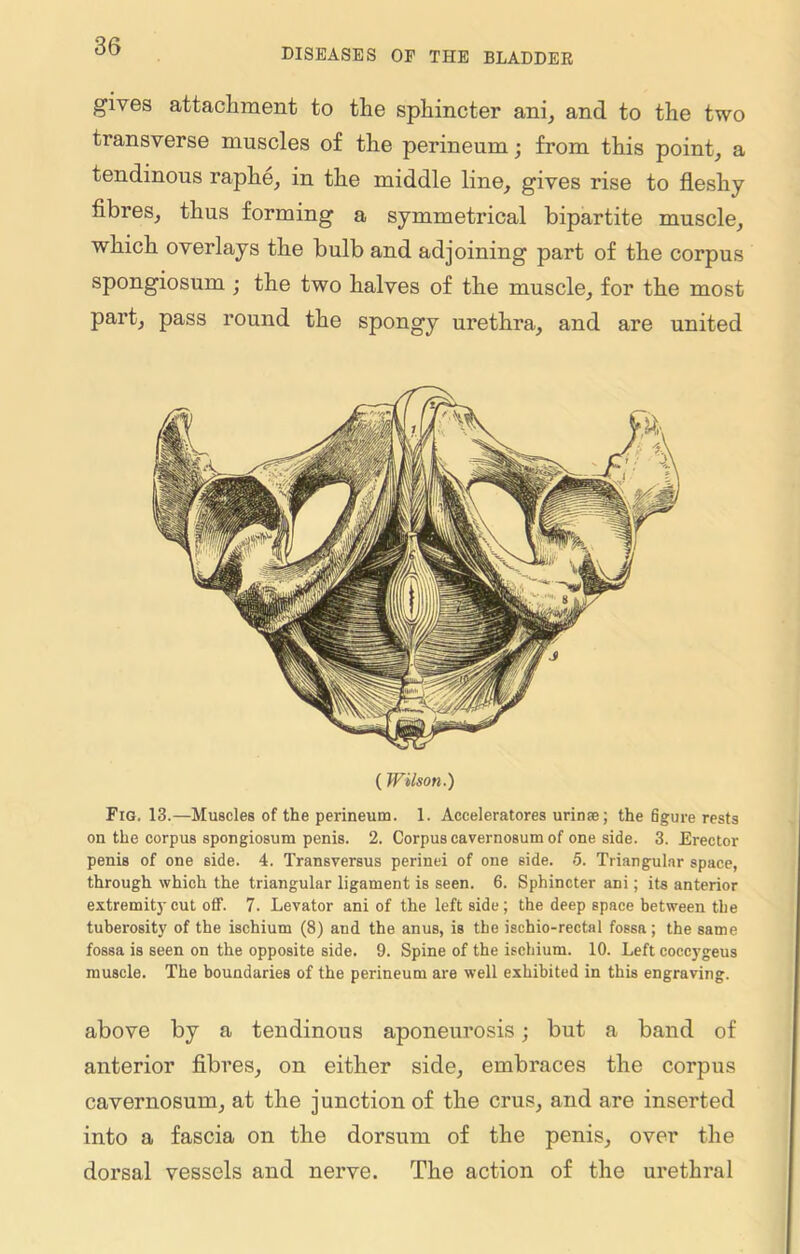 DISEASES OF THE BLADDER gives attachment to the sphincter ani, and to the two transverse muscles of the perineum; from this point, a tendinous raphe, in the middle line, gives rise to fleshy fibres, thus forming a symmetrical bipartite muscle, which overlays the bulb and adjoining part of the corpus spongiosum ; the two halves of the muscle, for the most part, pass round the spongy urethra, and are united (Wilson.) Fig. 13.—Muscles of the perineum. 1. Acceleratores urinse; the figure rests on the corpus spongiosum penis. 2. Corpus cavernosum of one side. 3. Erector penis of one side. 4. Transversus perinei of one side. 5. Triangular space, through which the triangular ligament is seen. 6. Sphincter ani; its anterior extremity cut off. 7. Levator ani of the left side; the deep space between the tuberosity of the ischium (8) and the anus, is the ischio-rectal fossa; the same fossa is seen on the opposite side. 9. Spine of the ischium. 10. Left coccygeus muscle. The boundaries of the perineum are well exhibited in this engraving. above by a tendinous aponeurosis; but a band of anterior fibres, on either side, embraces the corpus cavernosum, at the junction of the crus, and are inserted into a fascia on the dorsum of the penis, over the dorsal vessels and nerve. The action of the urethral