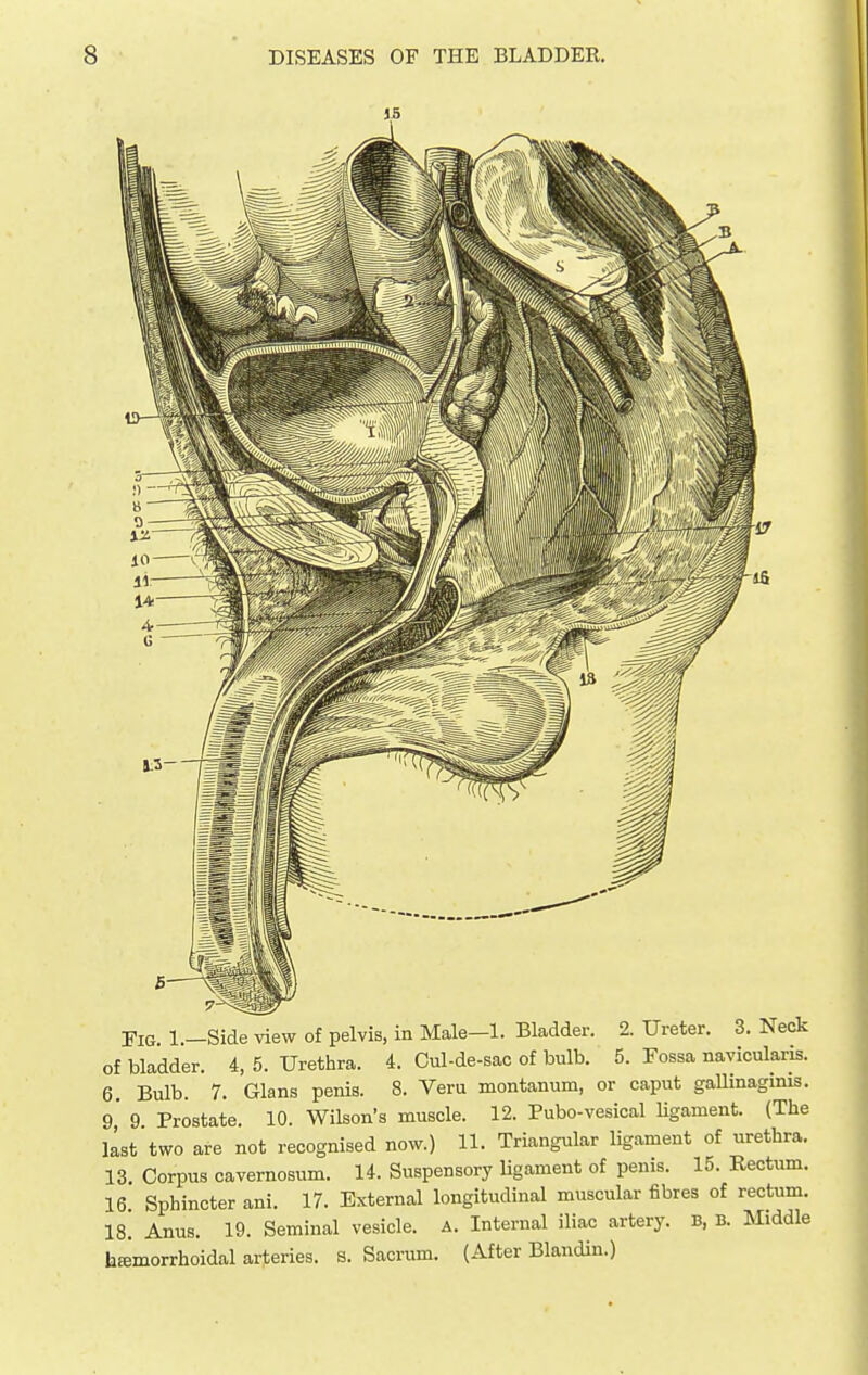 far Tig. 1.—Side view of pelvis, in Male—1. Bladder. 2. Ureter. 3. Neck of bladder. 4, 5. Urethra. 4. Cul-de-sac of bulb. 5. Fossa navicularis. 6. Bulb. 7. Glans penis. 8. Vera montanum, or caput gaUinagmis. 9' 9 Prostate. 10. Wilson's muscle. 12. Pubo-vesical Ugament. (The list two are not recognised now.) 11. Triangular ligament of urethra. 13. Corpus cavernosum. 14. Suspensory Ugament of penis. 15. Rectum. 16 Sphincter ani. 17. External longitudinal muscular fibres of rectum, is! Anus. 19. Seminal vesicle. A. Internal iliac artery. B, B. Middle hffimorrhoidal arteries. S. Sacrum. (After Blandin.)