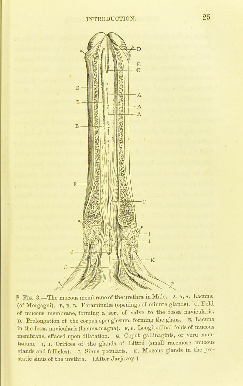 P Fig. 3.—The mucous membrane of the urethra in Male, a, a, a. Lacunaj (of Morgagni). B, B, B. Forammulffl (openings of minute glands). C. Fold of mucous membrane, forming a sort of valve to the fossa navicularis. D. Prolongation of the corpus spongiosum, forming the glans. B. Lacuna in the fossa navicularis (lacuna magna). F, F. Longitudinal folds of mucous membrane, effaced upon dilatation. G. Caput gallinaginis, or veru mon- tanum. I, i. Orifices of the glands of Littrt5 (small racemose mucous glands and follicles). J. Sinus pocularis. K. Mucous glands in the pro- static sinus of the urethra. (After Jarjavoy.)