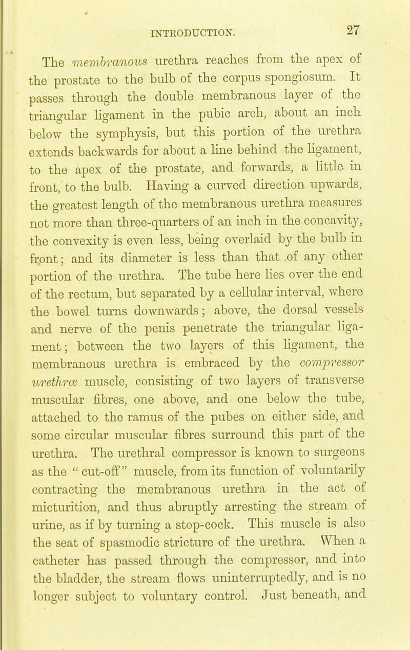 The membranous urethra reaches from the apex of the prostate to the bulb of the corpus spongiosum. It passes through the double membranous layer of the triangular ligament in the pubic arch, about an inch below the symphysis, but this portion of the urethra extends backwards for about a line behind the Hgament, to the apex of the prostate, and forwards, a little in front, to the bulb. Having a curved direction upwards, the greatest length of the membranous urethra measures not more than three-quarters of an inch in the concavity, the convexity is even less, being overlaid by the bulb in front; and its diameter is less than that of any other portion of the urethra. The tube here hes over the end of the rectum, but separated by a cellular mterval, where the bowel turns downwards; above, the dorsal vessels and nerve of the penis penetrate the triangular liga- ment ; between the two layers of this hgament, the membranous urethra is embraced by the compressor iiretlirce muscle, consisting of two layers of transverse muscular fibres, one above, and one below the tube, attached to the ramus of the pubes on either side, and some chcular muscular fibres surround this part of the urethra. The urethral compressor is loiown to surgeons as the  cut-off muscle, from its function of voluntarily contracting the membranous urethra in the act of micturition, and thus abruptly arresting the stream of urme, as if by turning a stop-cock. This muscle is also the seat of spasmodic stricture of the mrethra. When a catheter has passed through the compressor, and into the bladder, the stream flows uninterruptedly, and is no longer subject to voluntary control. Just beneath, and