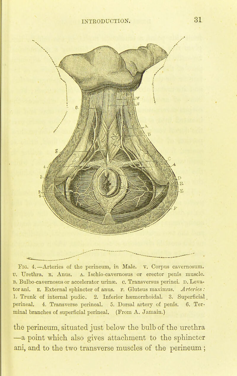 Fig. 4.—Arteries of the perineum, in Male. v. Corpus cavernosum. V. Urethra. R. Anus. A. Ischio-cavernosus or erector penis muscle. B. Bulbo-cavemosus or accelerator urinae. c. Transversus perinei. D. Leva- tor ani. E. External sphincter of anus. F. Gluteus maximus. Arteries: 1. Trunk of internal pudic. 2. Inferior hsemorrhoidal. 3. Superficial perineal. 4. Transverse perineal. 5. Dorsal artery of penis. 6. Ter- minal branches of superficial perineal. (From A. Jamain.) the perineum, situated just below the bulb of the urethra —a point which also gives attachment to the sphincter ani, and to the two transverse muscles of the perineum;