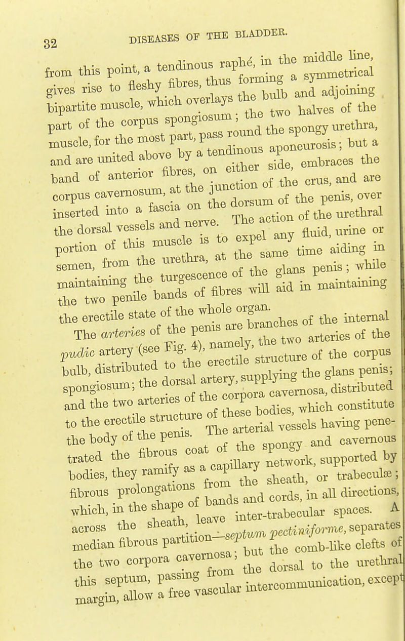 pit of the corpus W' ''^f^m-ettaa, :ro;»:er;:io..t^ corpus ca.emosum, at t^ 3U-^- ^ ^^^^ inserted mto a fes.a on the do^ ^^^^^^^ expel any fluid, urine or portion of this muscle 1 ^ ^ rr^ena^lXf flhres .Ul aid in mahrtainmg the erectile ^-te ^tXches of the internal The of the pcius a ^^^^.^^ pudic arteiT see '.^ructure of the corpus bulb, distributed to the eiect , is; spongiosum; the dorsa «pl^^^^^^^^^ ,nd tl.e — : f„ Z bodies. wHch constitute tlje eveetde —^ ^^^^^.^ ^^^^^^ 1,,^, pene- the body of the perns. cavernous trated the ^-^'X ^stc X ltw A supported by bodies, they ran^fy --;?'!^ ,,,,ccula.; fibrous prolongations dii-ections. .hich.m the shape of bands^^^^^^^^^^ ^^^^^^ ^ across the ^I'eath'^'^-^^j^, ,,««i»i/o.w. separates median fibrous / ^^^^^^ „f the t.o corpora cavernosa, but th^^^^ ::g::^r;rriXi—unieation.0.^^^^