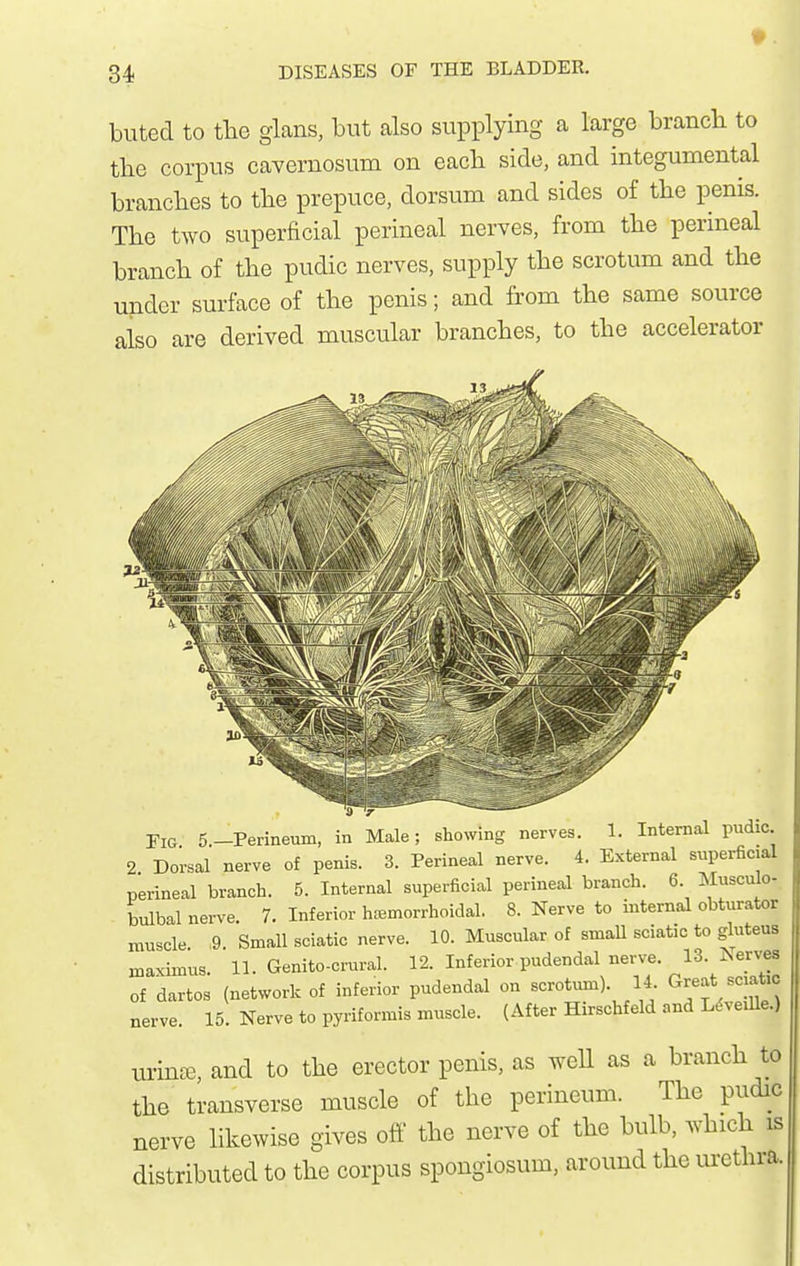 buted to the glans, but also supplying a large brancli to tlie corpus caYernosum on eacli side, and integumental branches to tlie prepuce, dorsum and sides of the penis. The two superficial perineal nerves, from the perineal brancli of the pudic nerves, supply the scrotum and the under surface of the penis; and from the same source also are derived muscular branches, to the accelerator Fig 5.-Perineum, in Male; showing nerves. 1. Internal pudic. 2 Dorsal nerve of penis. 3. Perineal nerve. 4. External superficial perineal branch. 5. Internal superficial perineal branch. 6. Musculo- bulbal nerve. 7. Inferior hajmorrhoidal. 8. Nerve to internal obturator muscle. ,9. Small sciatic nerve. 10. Muscular of smaU sciatic to gluteus maximus. 11. Genito-crural. 12. Inferior pudendal nerve. 13. Serves of dartos (network of inferior pudendal on -otum). U. Great scia^^^^ nerve. 15. Nerve to pyriformis muscle. (After Hirschfeld and Ldveille.) urinffi, and to the erector penis, as weU as a branch to the transverse muscle of the perineum. The pudic nerve likewise gives oft' the nerve of the bulb, which is distributed to the corpus spongiosum, around the urethra.