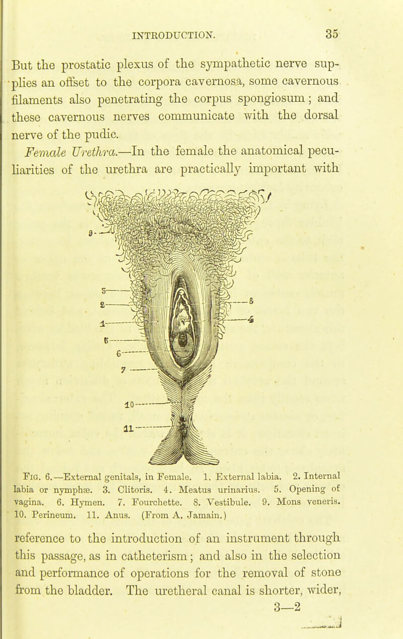 But tlie prostatic plexus of the sympathetic nerve sup- ■phes an offset to the corpora cavernosa, some cavernous filaments also penetrating the corpus spongiosum; and these cavernous nerves communicate with the dorsal nerve of the pudic. Female Urethra.—In the female the anatomical pecu- Harities of the urethra are practically important with Fig. 6.—External genitals, in Female. 1. External labia. 2. Internal labia or nymphse. 3. Clitoris. 4. Meatus urinarius. 5. Opening of vagina. 6. Hymen. 7. Eourcliette. 8. Vestibule. 9. Mens veneris. 10. Perineum. 11. Anus. (From A. .Jamain.) reference to the introduction of an instrument through this passage, as in catheterism; and also in the selection and performance of operations for the removal of stone from the bladder. The ui'ctheral canal is shorter, wider, 3—2