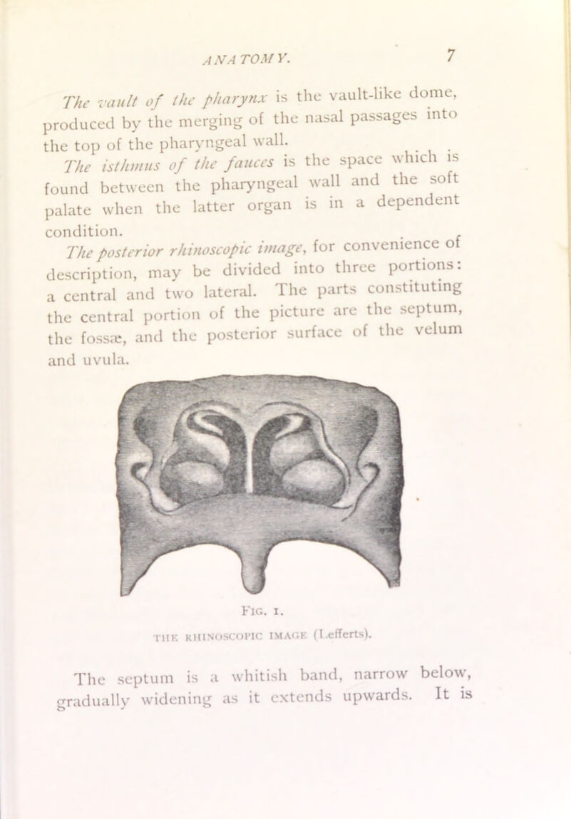 The vault of the pharynx is the vault-like dome, produced by the merging of the nasal passages into the top of the pharyngeal wall. The isthmus of the fauces is the space which is found between the pharyngeal wall and the soft palate when the latter organ is in a dependent condition. . . The posterior rhinoscopic image, for convenience of description, may be divided into three portions: a central and two lateral. The parts constituting the central portion of the picture are the septum, the fossa:, and the posterior surface of the velum and uvula. Fig. i. the rhinoscopic image (I-efferts). The septum is a whitish band, narrow below, gradually widening as it extends upwards. It is