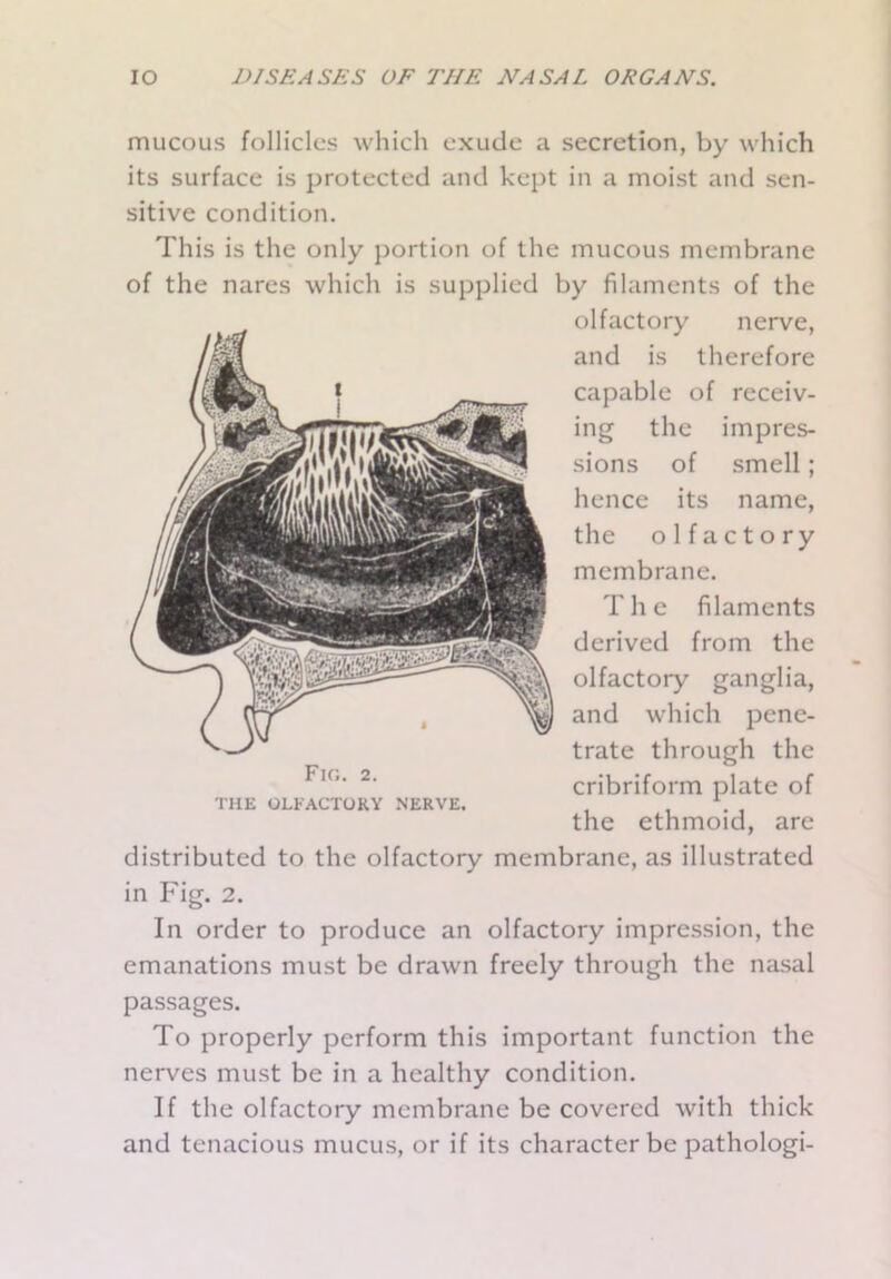 mucous follicles which exude a secretion, by which its surface is protected and kept in a moist and sen- sitive condition. This is the only portion of the mucous membrane of the nares which is supplied by filaments of the olfactory nerve, and is therefore capable of receiv- ing the impres- sions of smell; hence its name, the olfactory membrane. The filaments derived from the olfactory ganglia, and which pene- trate through the cribriform plate of THE OLFACTORY NERVE. \ the ethmoid, are distributed to the olfactory membrane, as illustrated in Fig. 2. In order to produce an olfactory impression, the emanations must be drawn freely through the nasal passages. To properly perform this important function the nerves must be in a healthy condition. If the olfactory membrane be covered with thick and tenacious mucus, or if its character be pathologi-