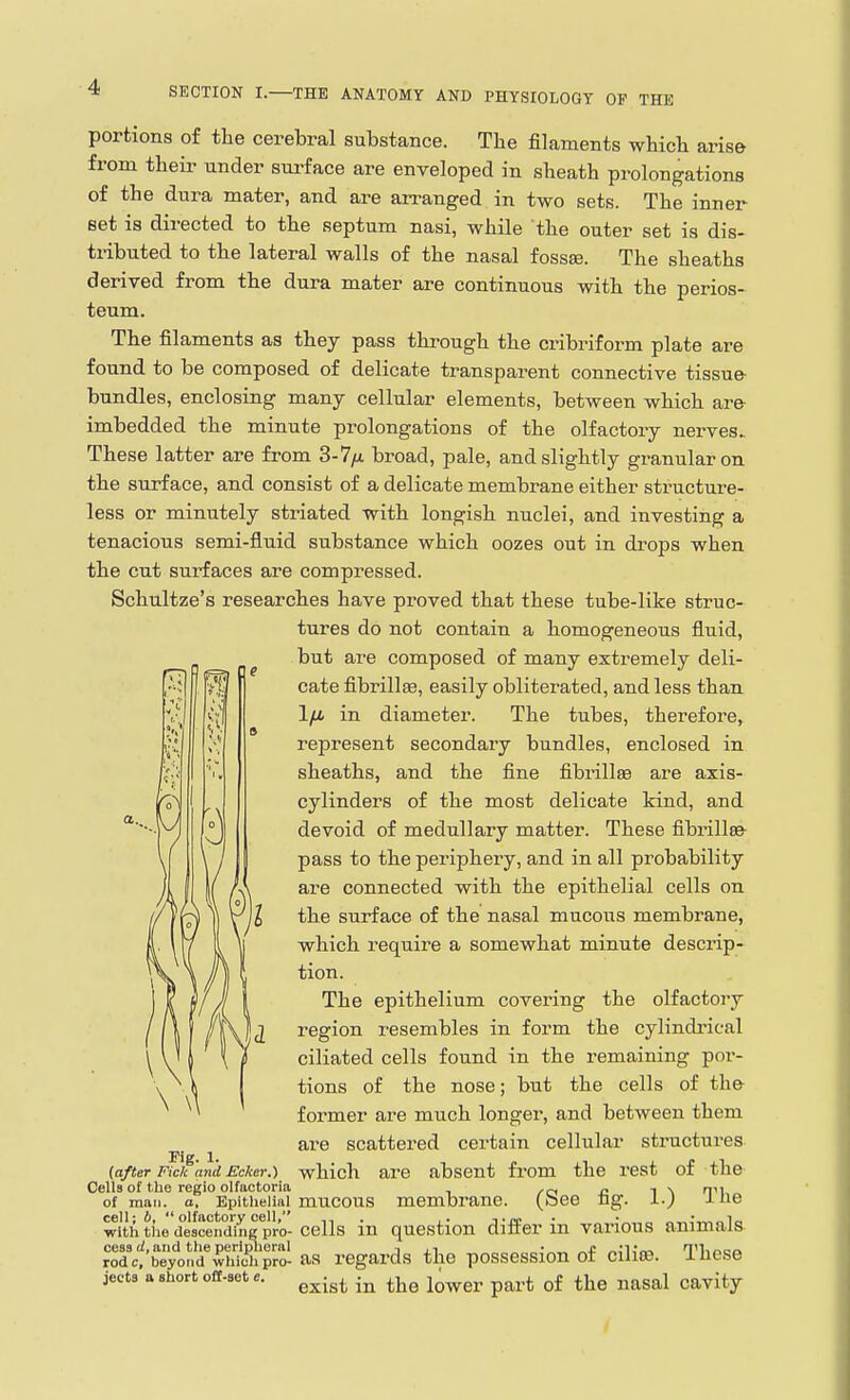 portions of the cerebral substance. The filaments which arise from their under surface are enveloped in sheath prolongations of the dura mater, and are arranged in two sets. The inner set is directed to the septum nasi, while the outer set is dis- tributed to the lateral walls of the nasal fossse. The sheaths derived from the dura mater are continuous with the perios- teum. The filaments as they pass through the cinbriform plate are found to be composed of delicate transparent connective tissue- bundles, enclosing many cellular elements, between which are imbedded the minute prolongations of the olfactory nerves. These latter are from 3-7/a broad, pale, and slightly granular on the surface, and consist of a delicate membrane either structure- less or minutely striated with longish nuclei, and investing a tenacious semi-fluid substance which oozes out in drops when the cut surfaces are compi-essed. Schultze's researches have proved that these tube-like struc- tures do not contain a homogeneous fluid, but are composed of many extremely deli- cate fibrillfe, easily obliterated, and less than l/M in diameter. The tubes, therefore, represent secondary bundles, enclosed in sheaths, and the fine fibrillro are axis- cylinders of the most delicate kind, and devoid of medullary matter. These fibrillsfr pass to the periphery, and in all probability are connected with the epithelial cells on the surface of the nasal mucous membrane, which require a somewhat minute descrip- tion. The epithelium covering the olfactory region resembles in form the cylindrical ciliated cells found in the remaining por- tions of the nose; but the cells of the former are much longer, and between them are scattered certain cellular stractures. which are absent from the rest of the Fig. 1. (after Ftck mid Ecker.) Cells of the regio olfactoria /ci ^ i N HM of man. a. Epithelial mucous membrane, (bee ng. i.-) J-ue with tiie descending pro- cells in question diifer in various animals ific.'heyo^iw^ahvto- as regards the possession of cilite. These jecta ashortofl-aete. ^^.^^ j^^^^. p^^^.^. ^j^g ^asal cavity