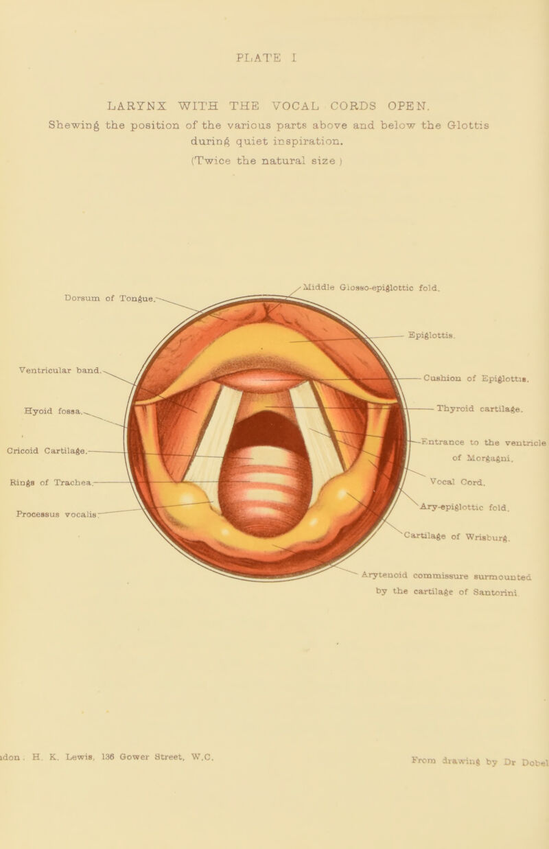 PI. ATE I LARYNX WITH THE VOCAL CORDS OPEN. Shewing the position of the various parts above and below the Glottis during quiet inspiration. (Twice the natural size ) Epiglottis. Dorsum of Tongue. Middle Giosso-epiglottic fold. Ventricular band. Cushion of Epiglottis. Hyoid fossa. Thyroid cartilage. Cricoid Cartilage. ntrance to the ventricle of Morgagni. Rings of Trachea. Vocal Cord. Processus vocalis. Ary-epiglottic fold. Cartilage of Wrisburg. Arytenoid commissure surmounted by the cartilage of Santorini idon H. K. Lewis, 136 Gower Street, W.C.