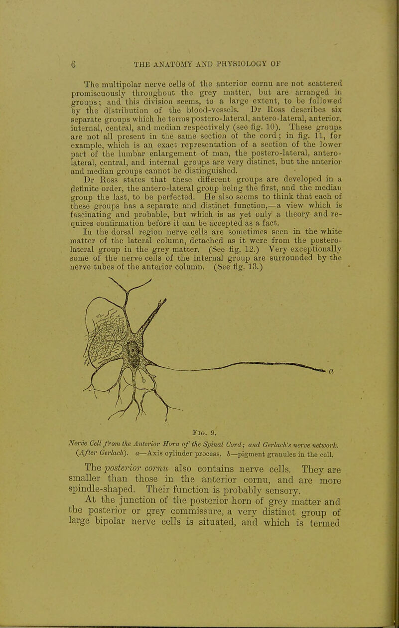 The multipolar nerve cells of the anterior cornu are not scattered promiscuously throughout the grey matter, but are arranged in groups; and*this division seems, to a large extent, to be followed by the distribution of the blood-vessels. Dr lloss describes six separate groups which he terms postero-lateral, antero-lateral, anterior, iuternal, central, and median respectively (see fig. 10). These groups are not all present in the same section of the cord; in fig. 11, for example, which is an exact representation of a section of the lower part of the lumbar enlargement of man, the postero-lateral, antero- lateral, central, and internal groups are very distinct, but the anterior and median groups cannot be distinguished. Dr Koss states that these different groups are developed in a definite order, the antero-lateral group being the first, and the median group the last, to be perfected, lie also seems to think that each of these groups has a separate and distinct function,—a view which is fascinating and probable, but which is as yet only a theory and re- quires confirmation before it can be accepted as a fact. In the dorsal region nerve cells are sometimes seen in the white matter of the lateral column, detached as it were from the postero- lateral group in the grey matter. (See fig. 12.) Very exceptionally some of the nerve cells of the internal group are surrounded by the nerve tubes of the anterior column. (See fig. 13.) Neroe Cell from the Anterior Horn of the Spinal Cord; and Gerlach's nerve network. (After Gerlach). a—Axis cylinder process, b—pigment granules in the coll. The posterior cornu also contains nerve cells. They are smaller than those in the anterior cornu, and are more spindle-shaped. Their function is probably sensory. At the junction of the posterior horn of grey matter and the posterior or grey commissure, a very distinct group of large bipolar nerve cells is situated, and which is termed a Fio. 9.