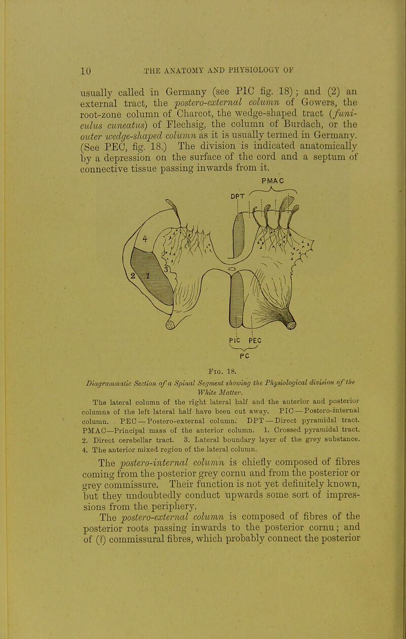 usually called in Germany (see PIC fig. 18); and (2) an external tract, the postcro-external column of Gowers, the root-zone column of Charcot, the wedge-shaped tract ( funi- culus cuneatus) of Flechsig, the column of Burdach, or the outer wedge-shaped column as it is usually termed in Germany. (See PEC, fig. 18.) The division is indicated anatomically by a depression on the surface of the cord and a septum of connective tissue passing inwards from it. PMAC PC Fig. 18. Diagrammatic Section of a Spinal Segment showing the Physiological division of the White Matter. The lateral column of the right lateral half and the anterior and posterior columns of the left lateral half have been cut away. PIC — Postero-internal column. PEC — Postero-external column. DPT —Direct pyramidal tract. PMAC—Principal mass of the anterior column. 1. Crossed pyramidal tract. 2. Direct cerebellar tract. 3. Lateral boundary layer of the grey substance. 4. The anterior mixed region of the lateral column. The postero-internal column is chiefly composed of fibres coming from the posterior grey cornu and from the posterior or grey commissure. Their function is not yet definitely known, but they undoubtedly conduct upwards some sort of impres- sions from the periphery. The postero-external column is composed of fibres of the posterior roots passing inwards to the posterior cornu; and of (?) commissural fibres, which probably connect the posterior