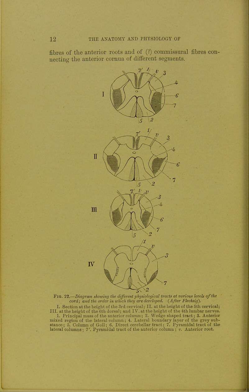 fibres of the anterior roots and of (?) commissural fibres con- necting the anterior cornua of different segments. Fig. 22.—Diagram showing the different physiological tracts at various levels of the cord; and the order in which they are developed. {After Flechsig~). I. Section at the height of the 3rd cervical; II. at the height of the 5th cervical; III. at the height of the tith dorsal; and IV. at the height of the 4th lumbar nerves. 1. Principal mass of the anterior column ; 2. Wedge shaped tract; 3. Anterior mixed region of the lateral column; 4. Lateral boundary layer of the grey sub- stance; 5. Column of Goll; G. Direct cerebellar tract; 7. Pyramidal tract of the lateral columns; 7'. Pyramidal tract of the anterior column ; v. Anterior root.