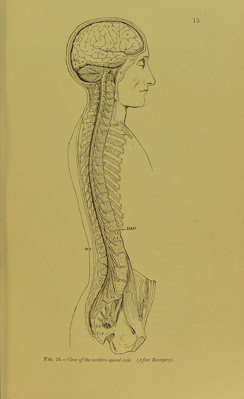 I icw of i/ie cerebrospinal axis {After Bourgery).