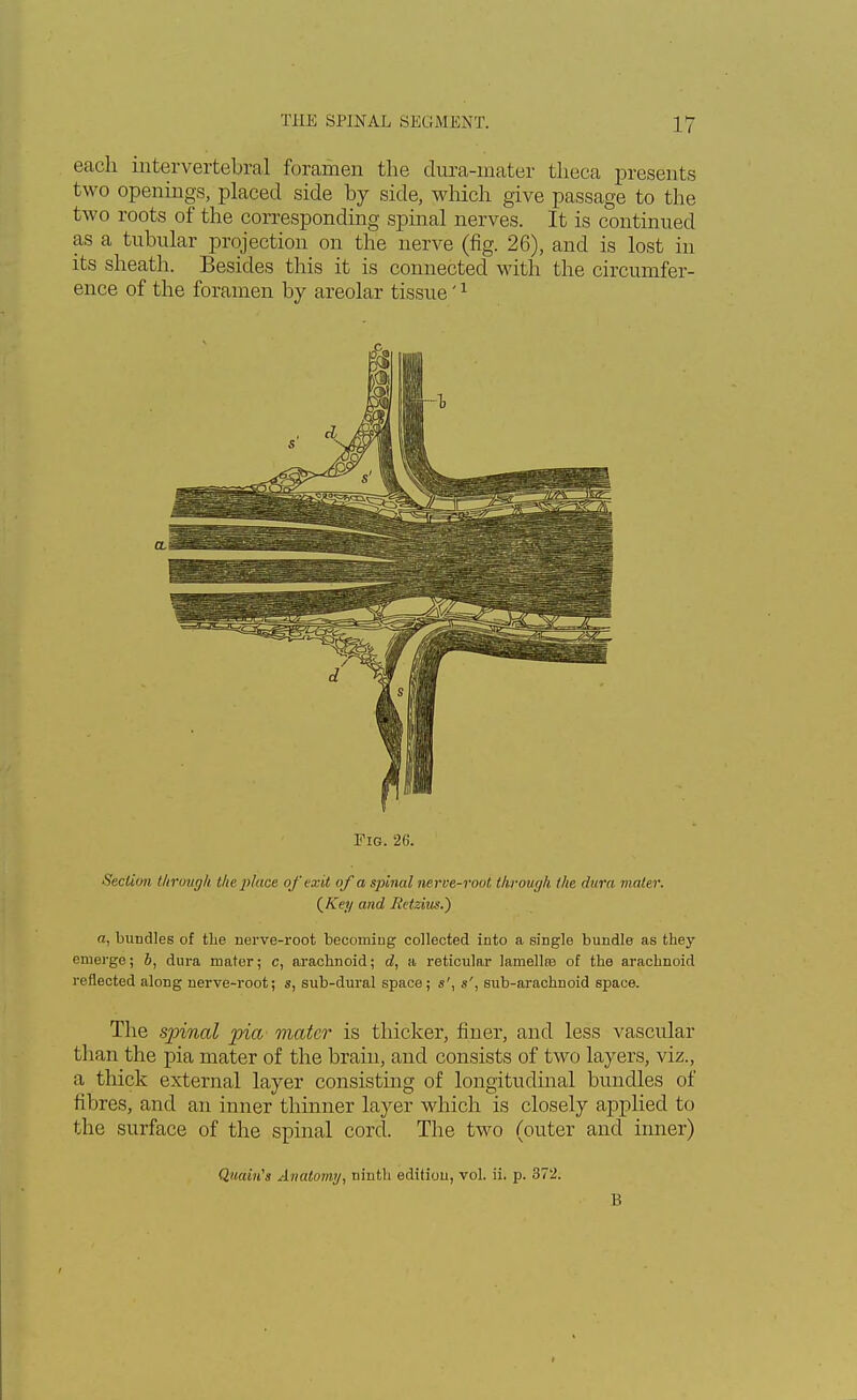 each intervertebral foramen the dura-mater theca presents two openings, placed side by side, which give passage to the two roots of the corresponding spinal nerves. It is continued as a tubular projection on the nerve (fig. 26), and is lost in its sheath. Besides this it is connected with the circumfer- ence of the foramen by areolar tissue'1 Fig. 26. Section through the place of exit of a spinal nerve-root through the dura mater. (A.?;/ and Retzius.) a, bundles of the nerve-root becoming collected into a single bundle as they emerge; b, dura mater; c, arachnoid; d, a reticular lamellre of the arachnoid reflected along uerve-root; s, sub-dural space; s', sub-arachnoid space. The spinal pia mater is thicker, finer, and less vascular than the pia mater of the brain, and consists of two layers, viz., a thick external layer consisting of longitudinal bundles of fibres, and an inner thinner layer which is closely applied to the surface of the spinal cord. The two (outer and inner) QuaiiCs Anatomy, ninth edition, vol. ii. p. 372. B