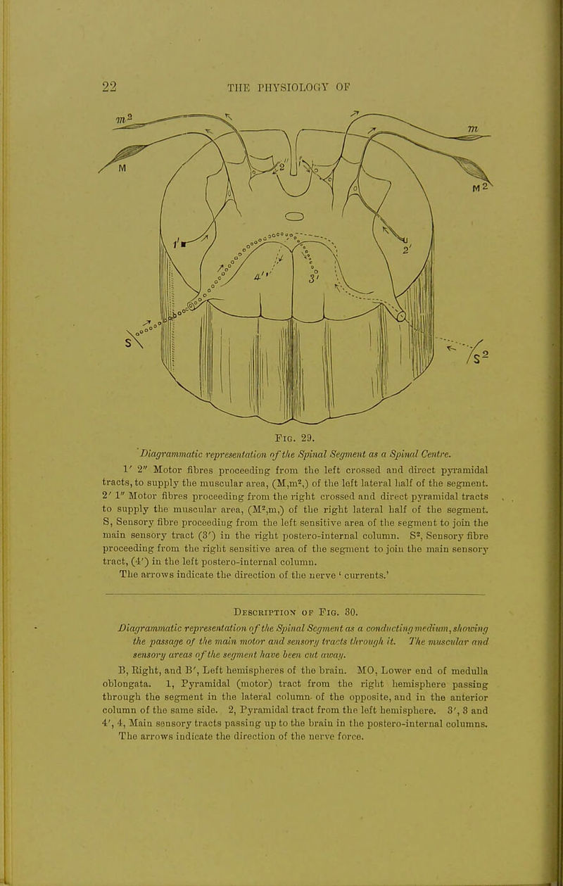 Fig. 29. Diagrammatic representation of the Spinal Segment as a Spinal Centre. 1' 2 Motor fibres proceeding from the left crossed and direct pyramidal tracts, to supply the muscular area, (M,m2,) of the left lateral half of the segment. 2' 1 Motor fibres proceeding from the right crossed and direct pyramidal tracts to supply the muscular area, (M2,m,) of the right lateral half of the segment. S, Seusory fibre proceediug from the left sensitive area of the segment to join the main sensory tract (3') in the right postero-internal column. S2, Sensory fibre proceeding from the right sensitive area of the segment to join the main sensory tract, ('!') in the left postero-iuternal column. The arrows indicate the direction of the nerve ' currents.' Description of Fig. 30. Diagrammatic representation of the Spinal Segment ax a conduct! ng medium, shou-i n g the passage of the main motor and sensory tracts through it. The muscular and sensory areas of the segment luive been cut. away. B, Eight, and B', Left hemispheres of the braiu. MO, Lower end of medulla oblongata. 1, Pyramidal (motor) tract from the right hemisphere passing through the segment in the lateral column- of the opposite, and in the anterior column of the same side. 2, Pyramidal tract from the left hemisphere. 3', 3 and 4', 4, Main sensory tracts passing up to the braiu in the postero-internal columns. The arrows indicate the direction of the nerve force.