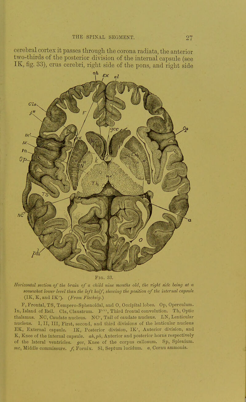 cerebral cortex it passes through the corona radiata, the anterior two-thirds of the posterior division of the internal capsule (see IK, fig. 33), crus cerebri, right side of the pons, and right side Fig. 33. Horizontal section of the brain of a child nine months old, the right side being at a somewhat lower level than the left half, showing the position of the internal capsule (IK, K, and IK'). {From Fiechsig.) F, Frontal, TS, Tempero-Sphenoidal, and 0, Occipital lobes. Op, Operculum. In, Island of Eeil. 01s, Olaustrnm. ¥', Third frontal convolution. Th, Optic thalamus. NO, Caudate nucleus. NO', Tail of caudate nucleus. LN, Lenticular nucleus. I, II, III, First, second, and third divisions of tho lenticular nucleus EK, External capsule. IK, Posterior division, IK', Anterior division, and K, Knee of the internal capsule. ah,ph, Anterior and posterior horns respectively of the lateral ventricles, gcc, Knee of the corpus callosum. Sp, Splenium. mc, Middle commissure, f Fornix. SI. Septum lucidum. a, Oornu amnioms.