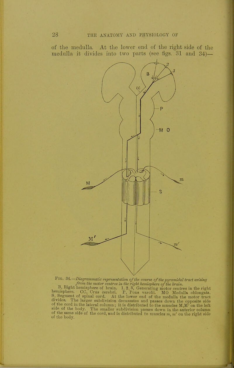 of the medulla. At the lower cud of the right side of the medulla it divides into two parts (see figs. 31 and 34)— Fig. 34.—Diagrammatic representation of the course of the pyramidal tract arising _ from the motor centres in the right hemisphere of the brain. B, Eight hemisphere of brain. 1, 2. 8, Generating motor centres in the right hemisphere. CO, Cms cerebri. P, Pons varolii. MO Medulla oblongata, b, Segment of spinal cord. At the lower end of the medulla the motor tract divides. The larger subdivision decussates and passes down the opposite side of the cord in the lateral column; it is distributed to the muscles M,M' on the left side of the body. The smaller subdivision passes down iu the anterior column of the same side of the cord, and is distributed to muscles m, m' on the right side of the body.