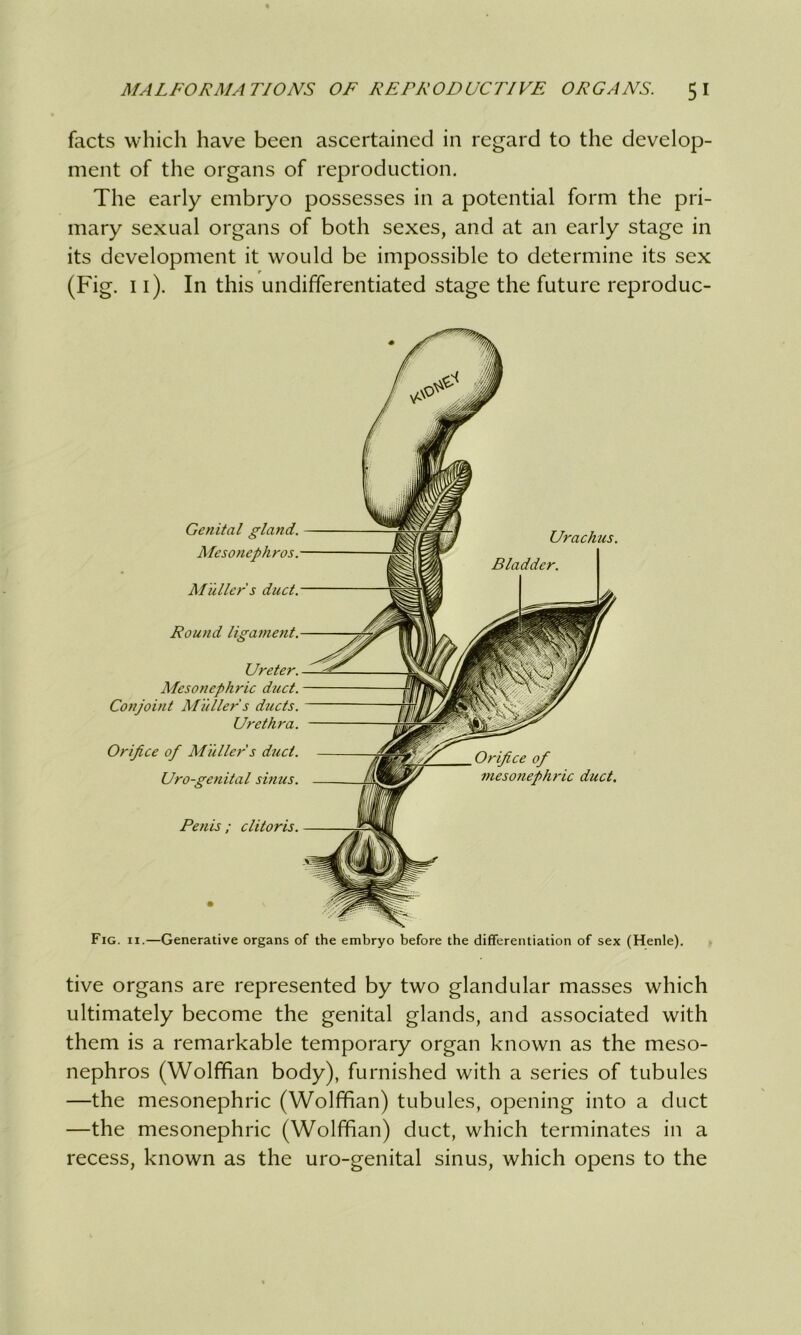 facts which have been ascertained in regard to the develop- ment of the organs of reproduction. The early embryo possesses in a potential form the pri- mary sexual organs of both sexes, and at an early stage in its development it would be impossible to determine its sex (Fig. 11). In this undifferentiated stage the future reproduc- Fig. 11.—Generative organs of the embryo before the differentiation of sex (Henle). tive organs are represented by two glandular masses which ultimately become the genital glands, and associated with them is a remarkable temporary organ known as the meso- nephros (Wolffian body), furnished with a series of tubules —the mesonephric (Wolffian) tubules, opening into a duct —the mesonephric (Wolffian) duct, which terminates in a recess, known as the uro-genital sinus, which opens to the